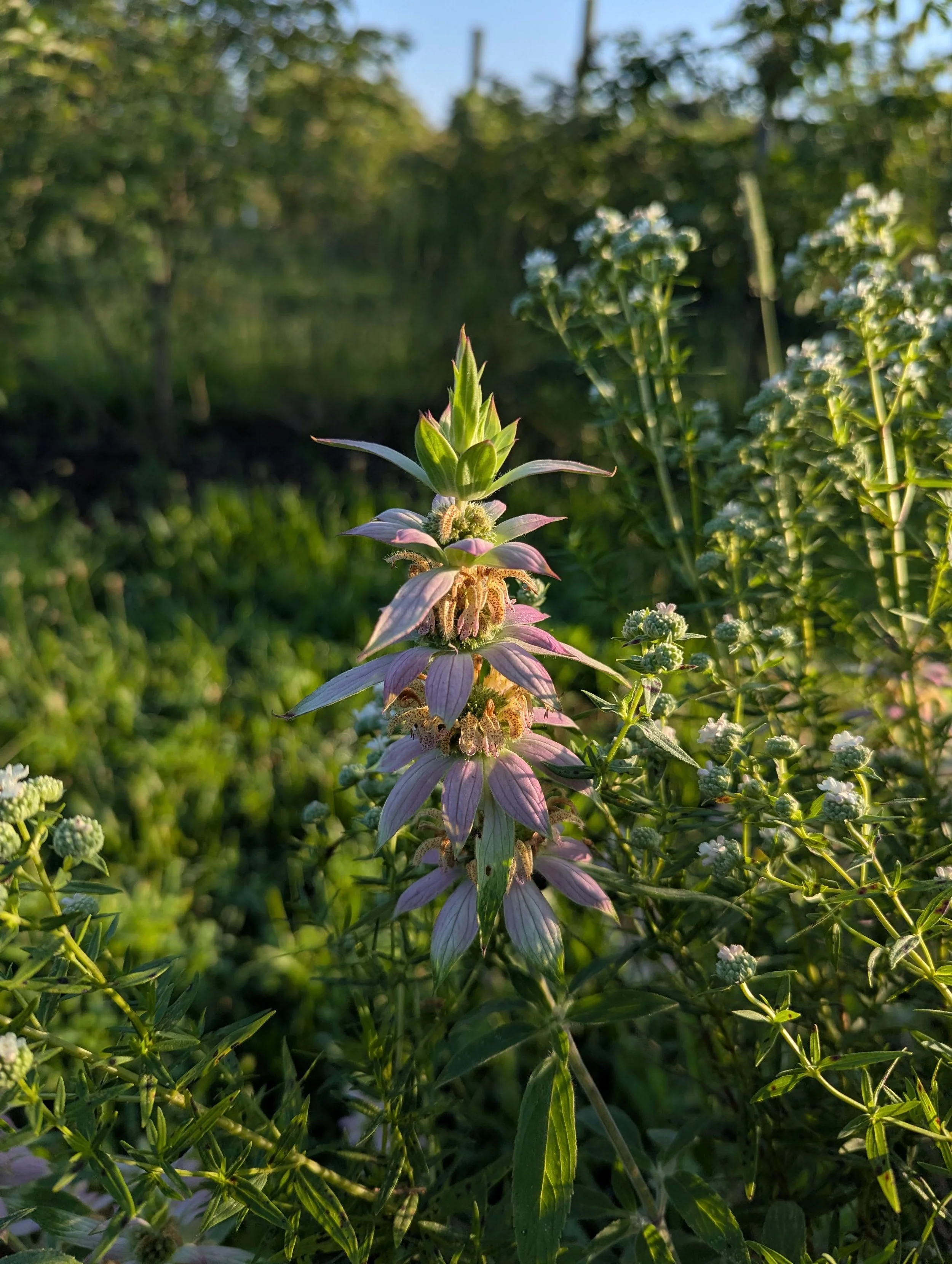 PXL_20250708_105308450 (1).jpg