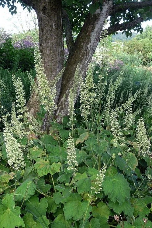 Hairy Alumroot - Heuchera villosa