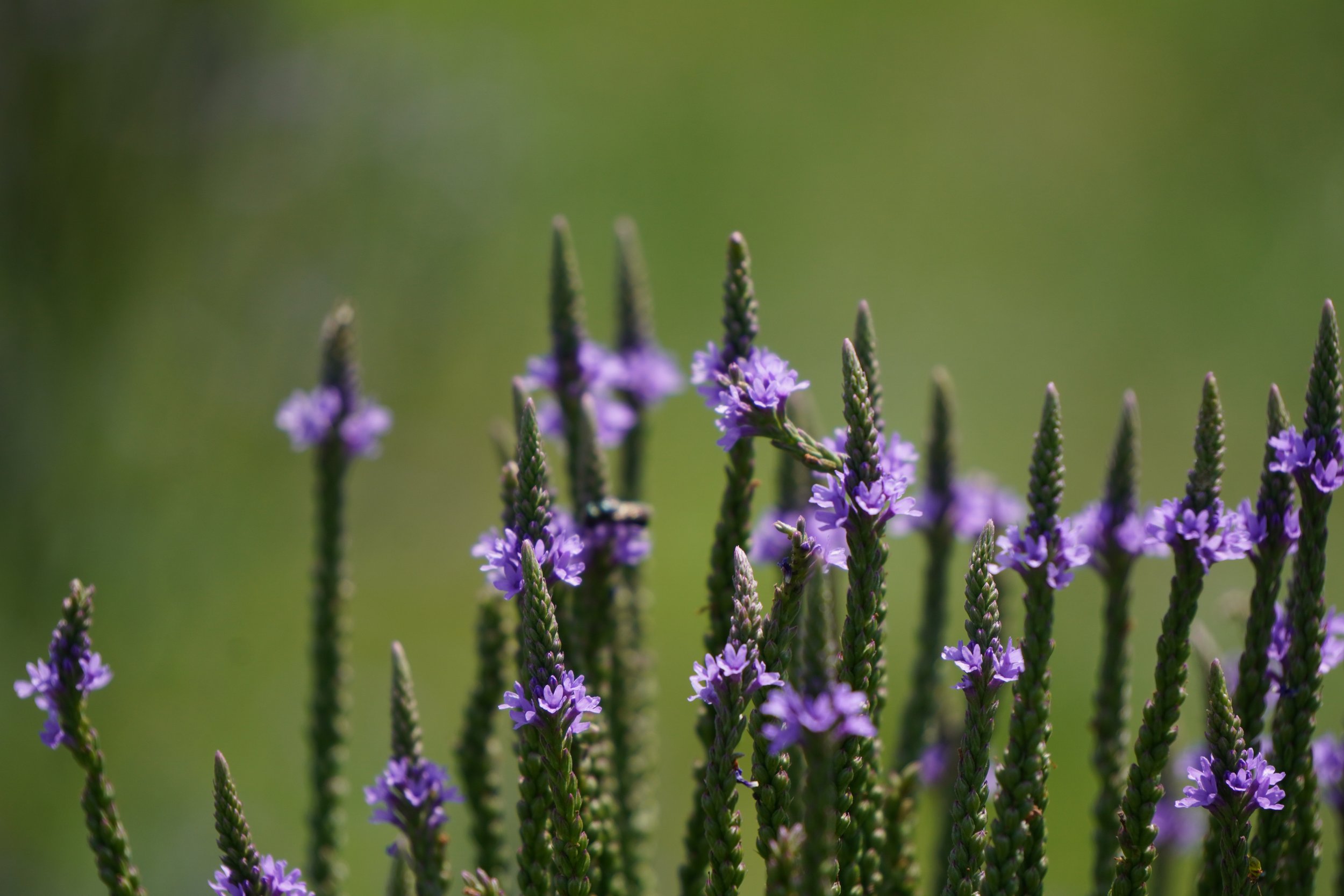 Blue Vervain - Verbena hastata