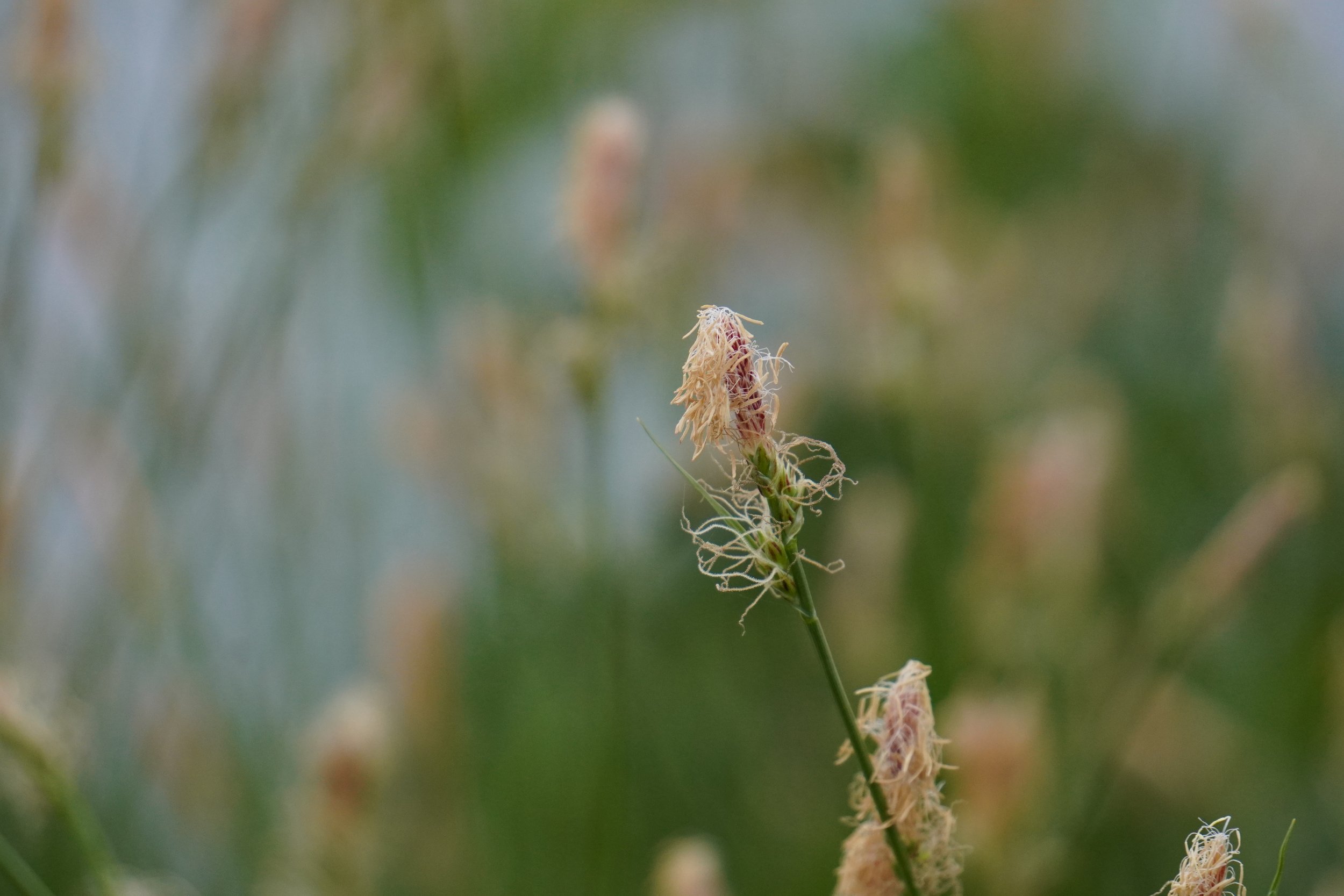 PA Sedge - Carex pensylvanica