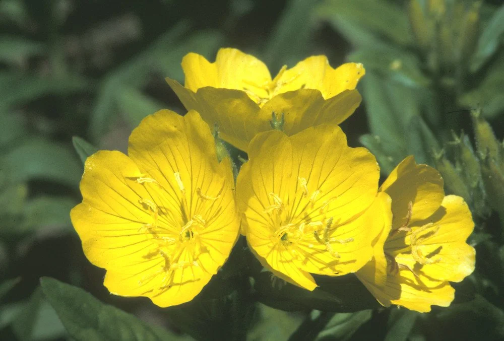 Narrowleaf Sundrops - Oenothera fruticosa