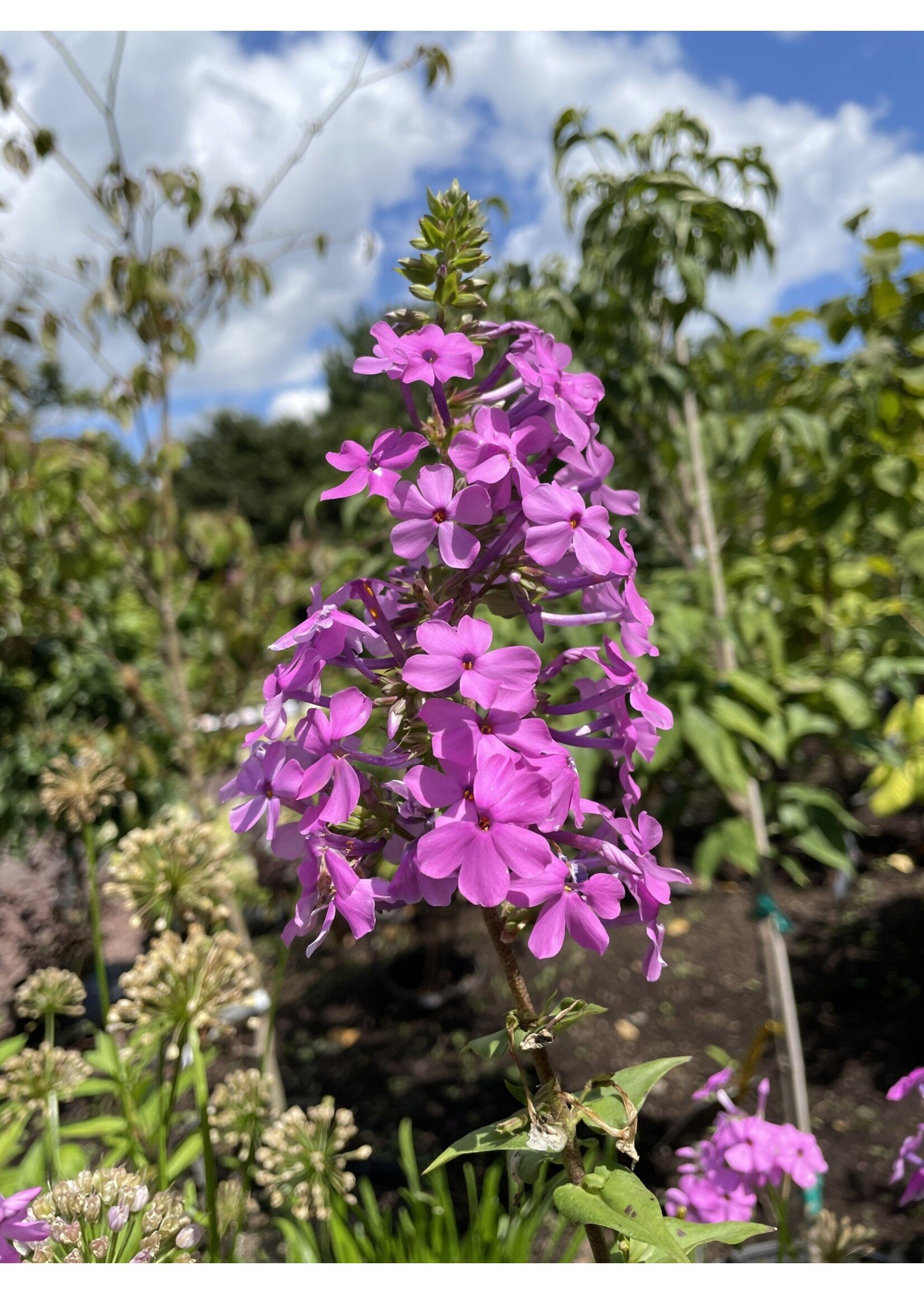 phlox-maculata-phlox-meadow-1.jpg