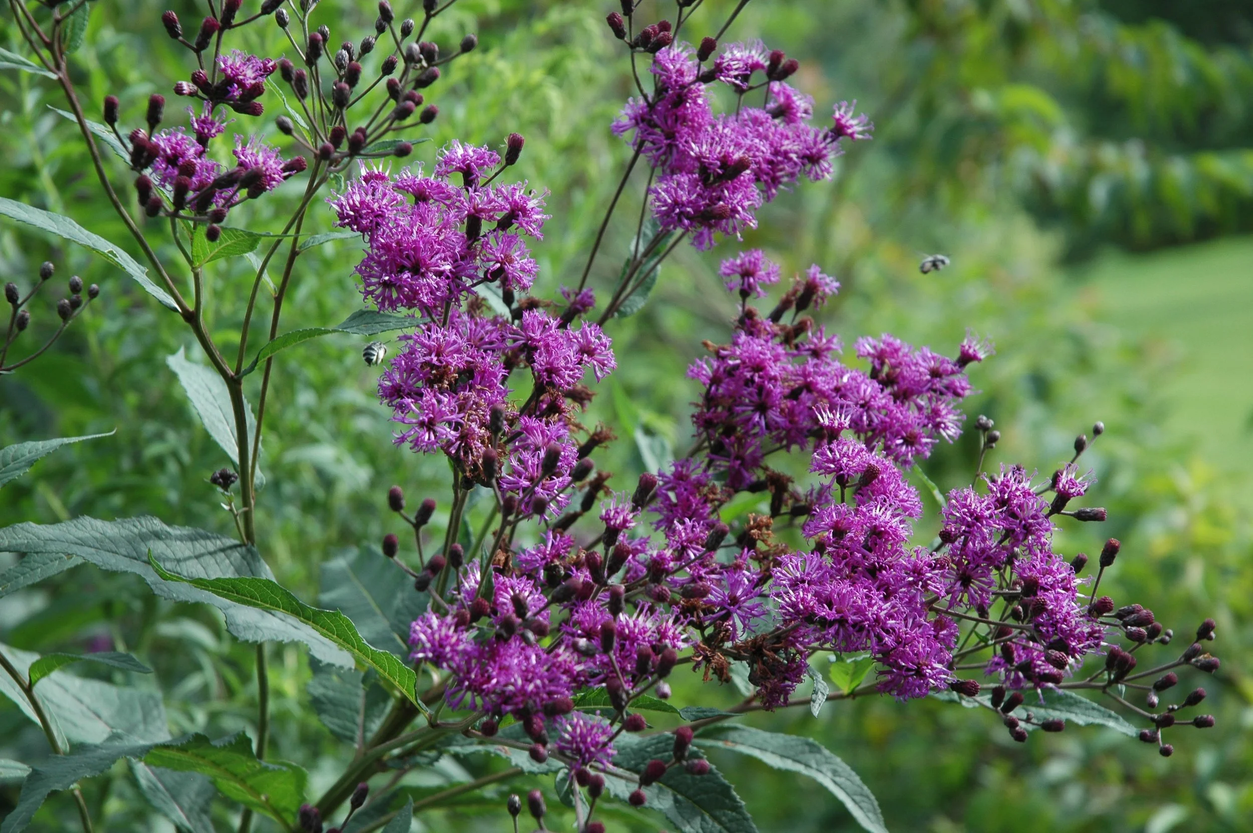 Upland Ironweed - Vernonia glauca