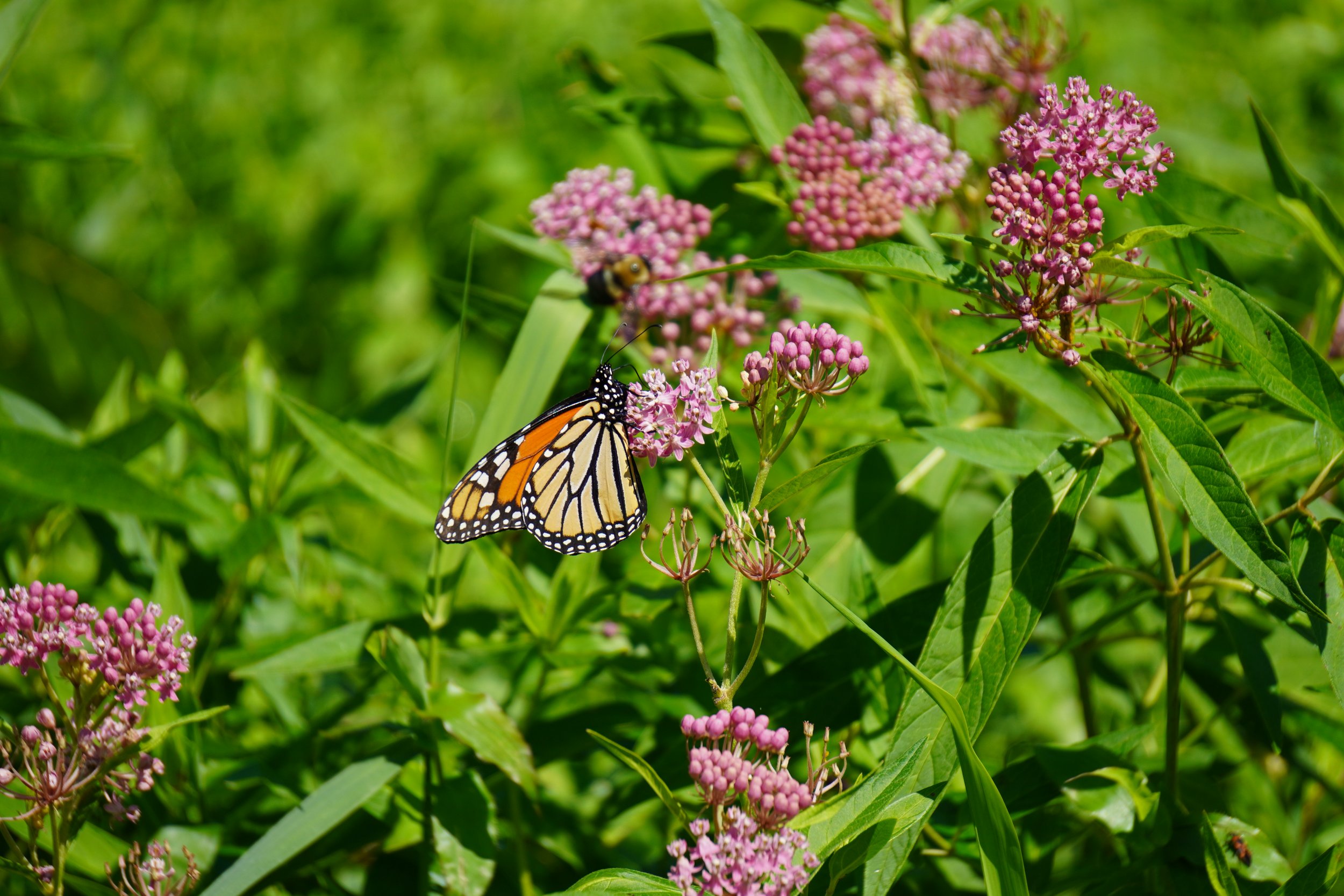 Swamp Milkweed - Asclepias incarnata