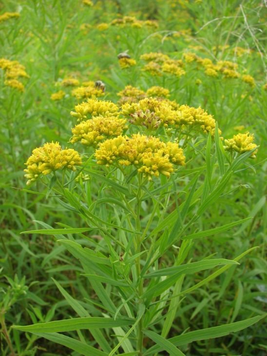 EUTHAMIA-GRAMINIFOLIA-GRASS-LEAVED-GOLDENROD-MAIN_548x730.jpg