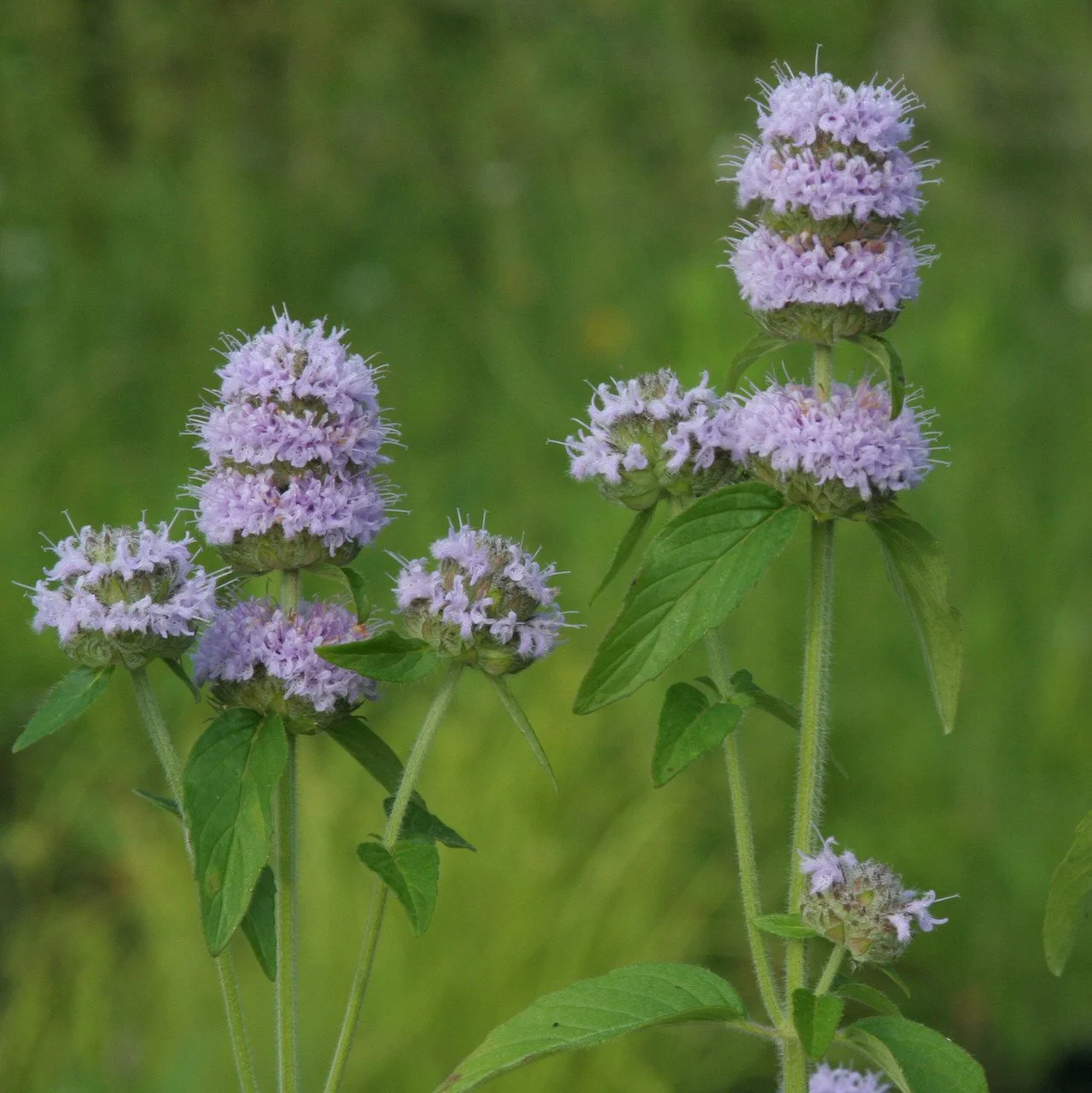 Downy Wood Mint - Blephilia ciliata