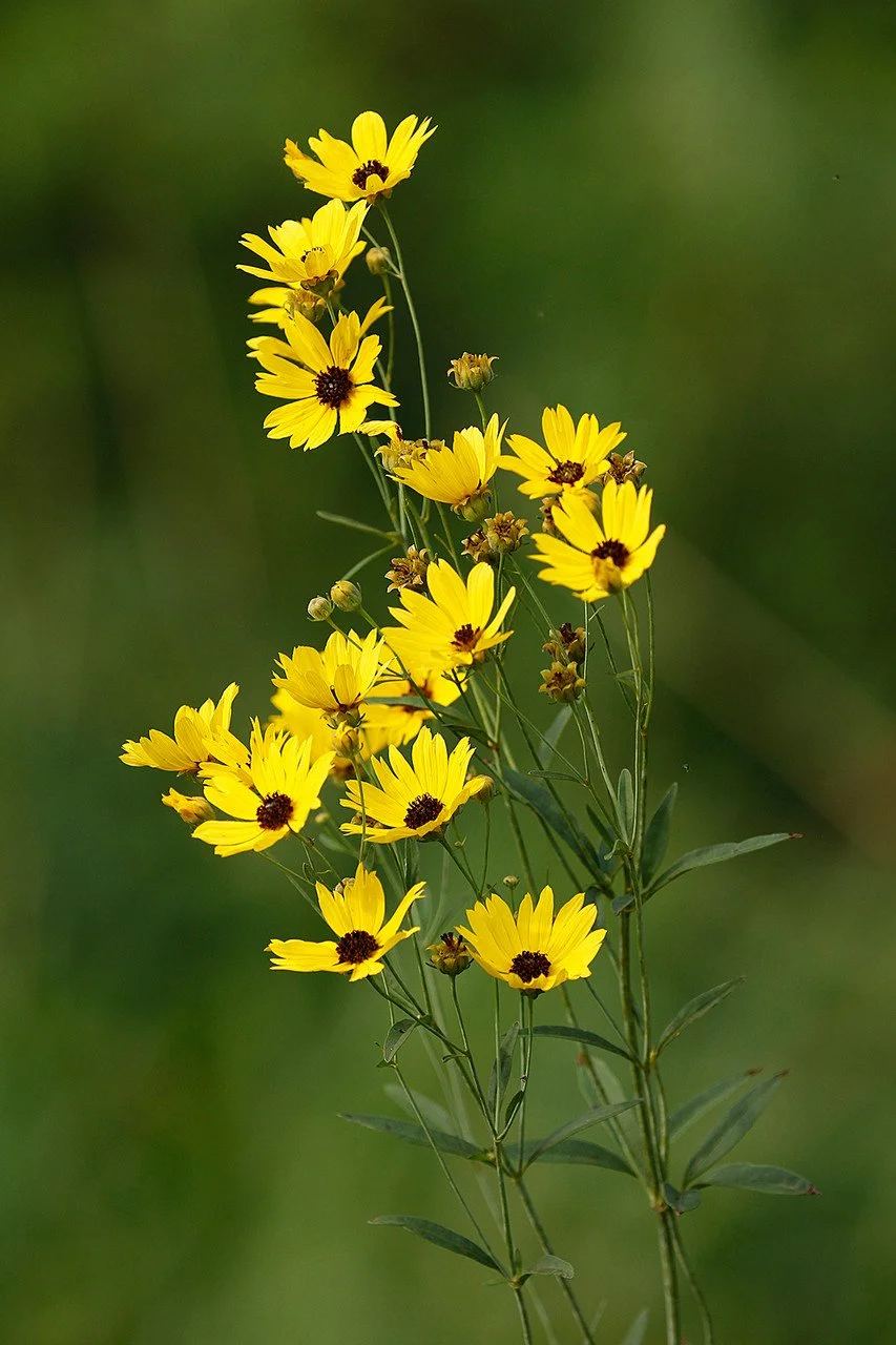 Giant Coreopsis - Coreopsis tripteris