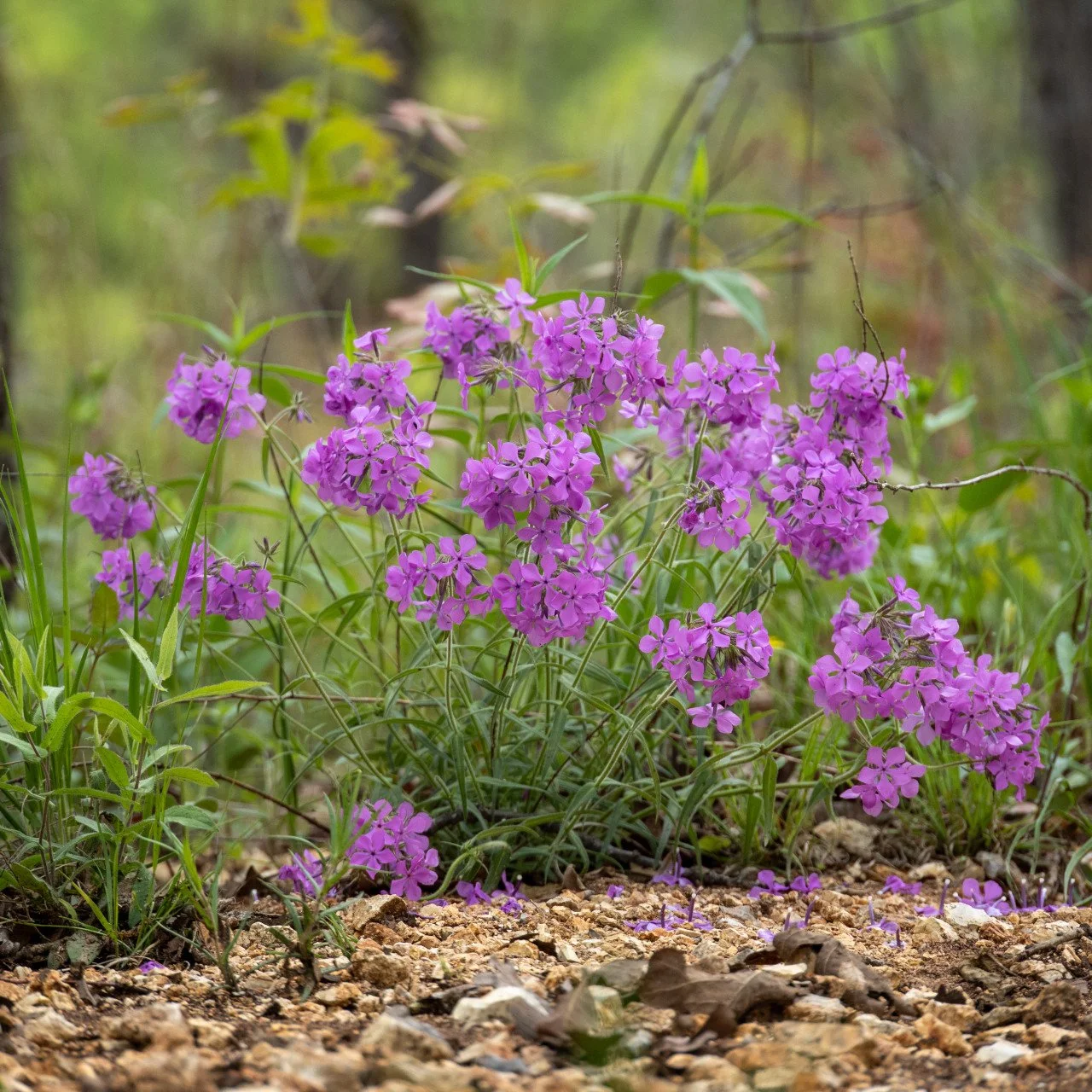 Phlox_pilosaP4260115bcw__18660.jpg