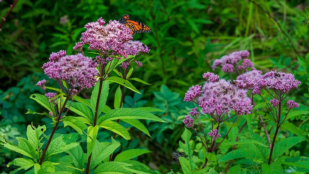 Spotted Joe Pye - Eutrochium maculatum
