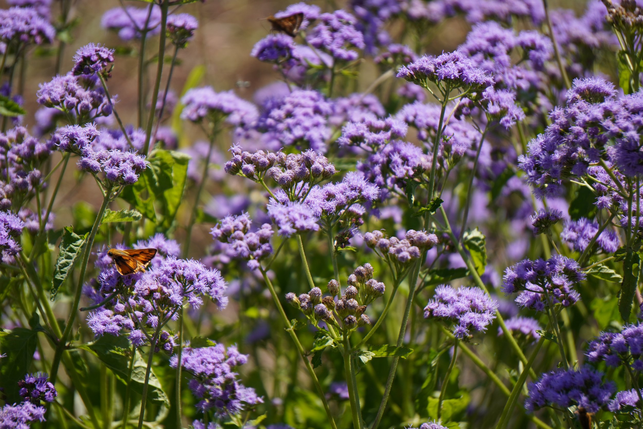 Blue Mistflower - Eupatorium coelestinum