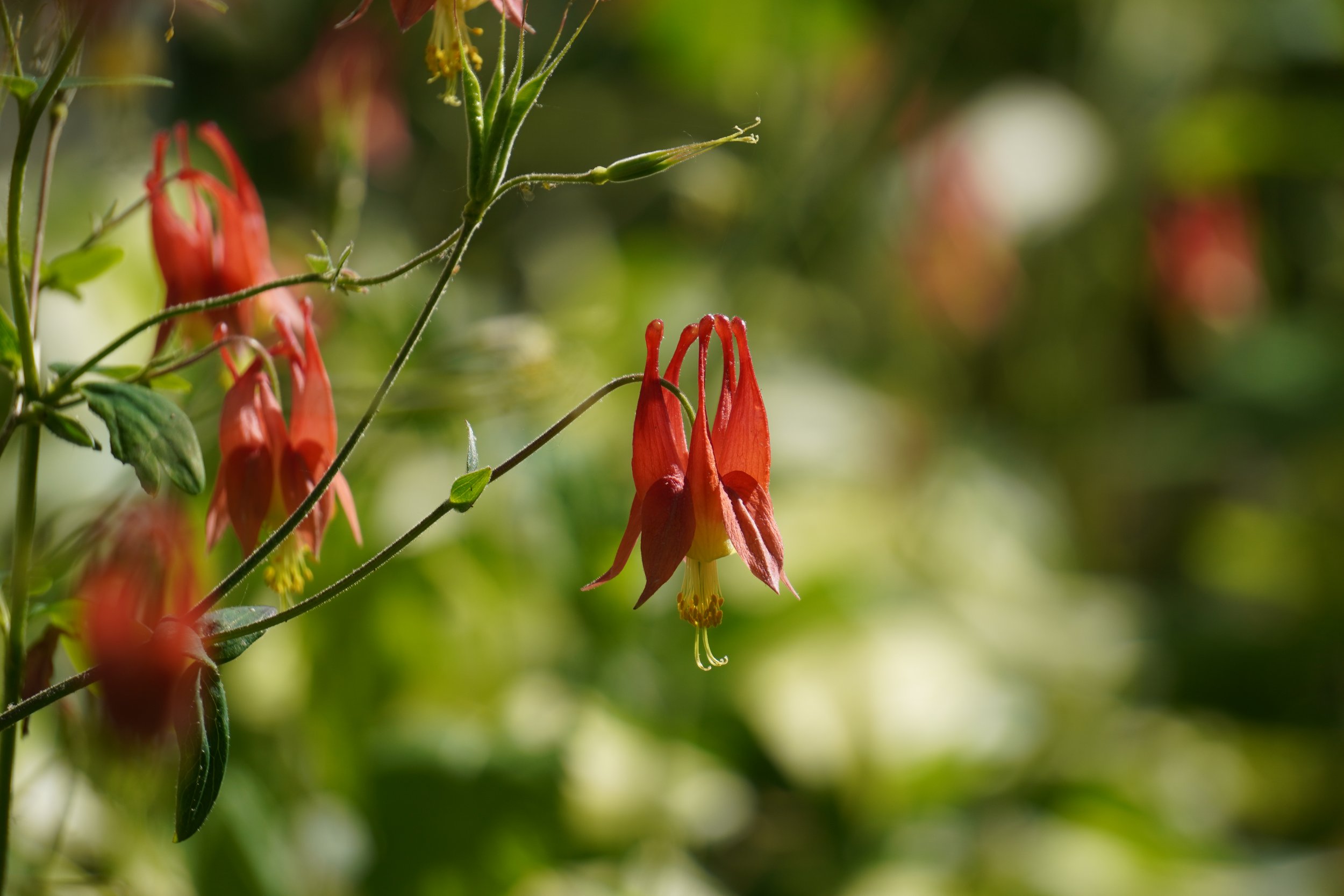 Red Columbine - Aquilegia canadensis