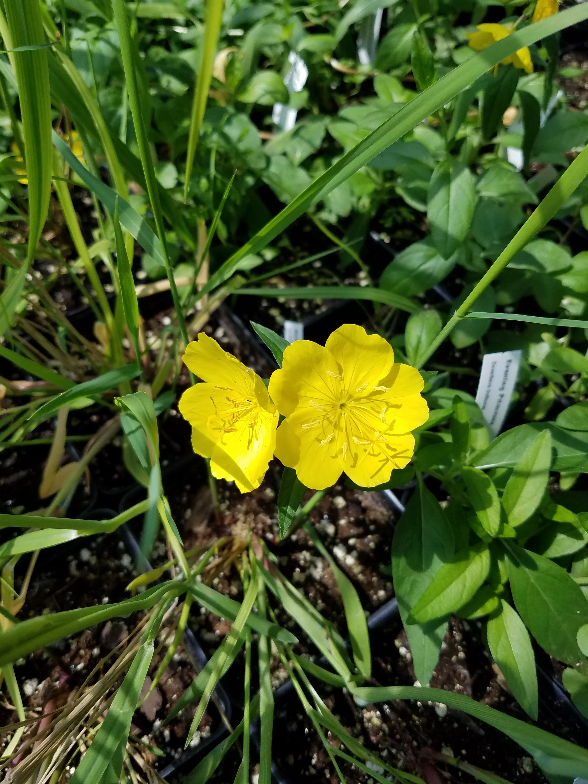 Oenothera fruticosa PWC (1).jpg