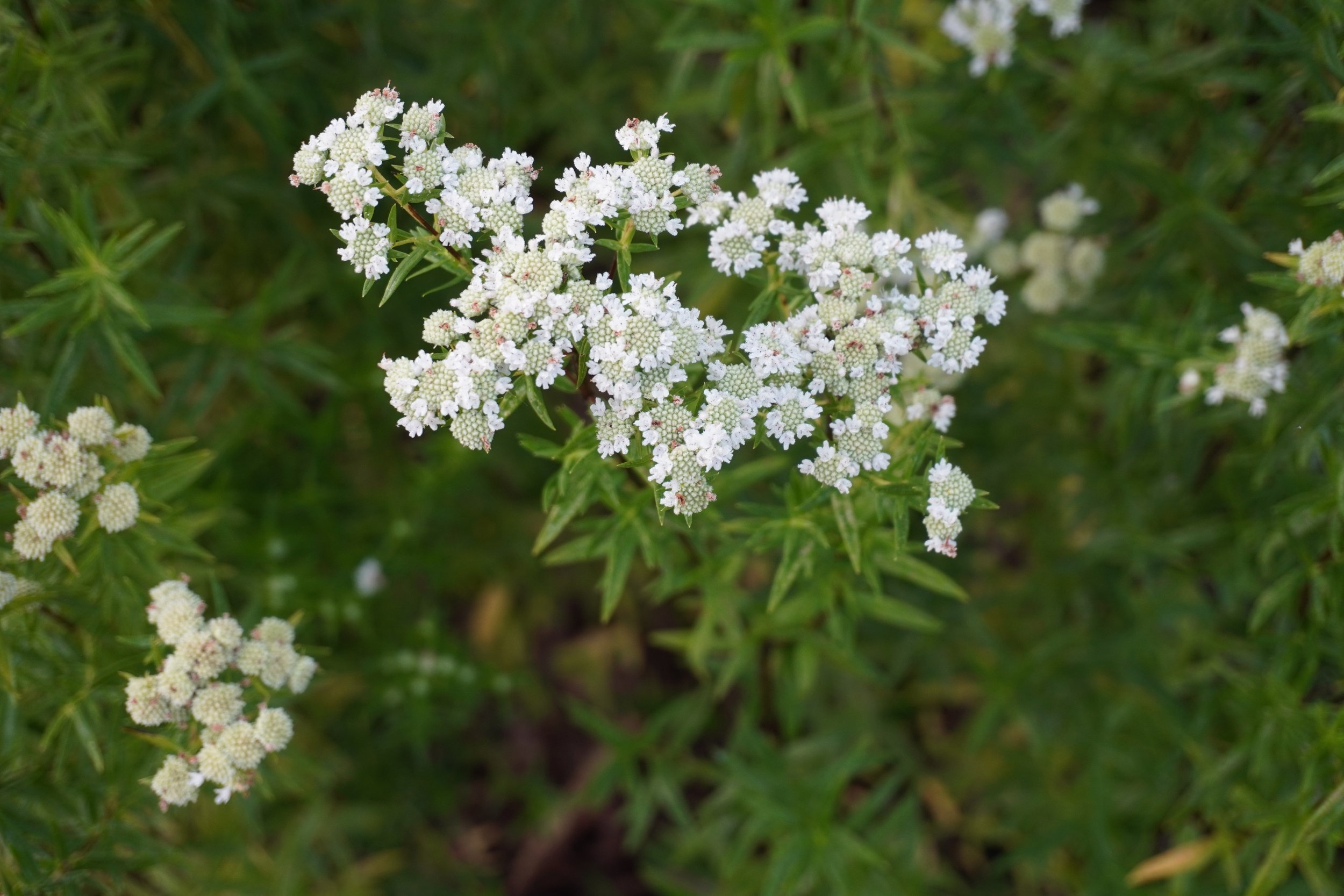Virginia Mountain Mint - Pycnanthemum virginianum