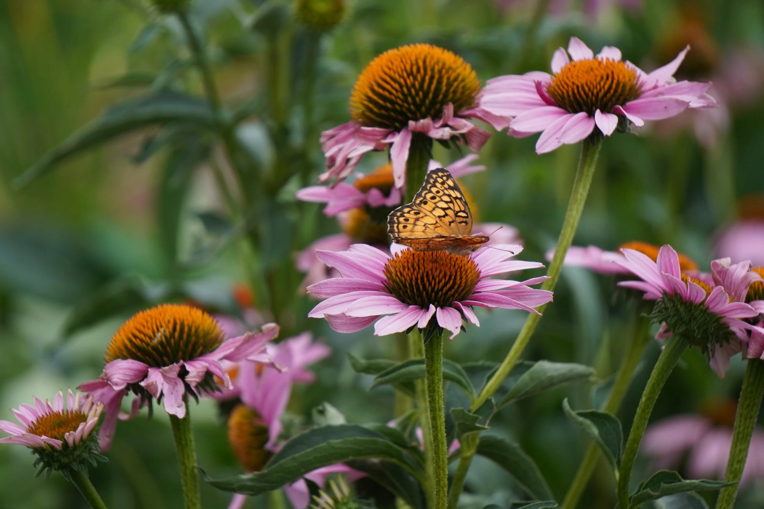 Purple Coneflower - Echinacea purpurea