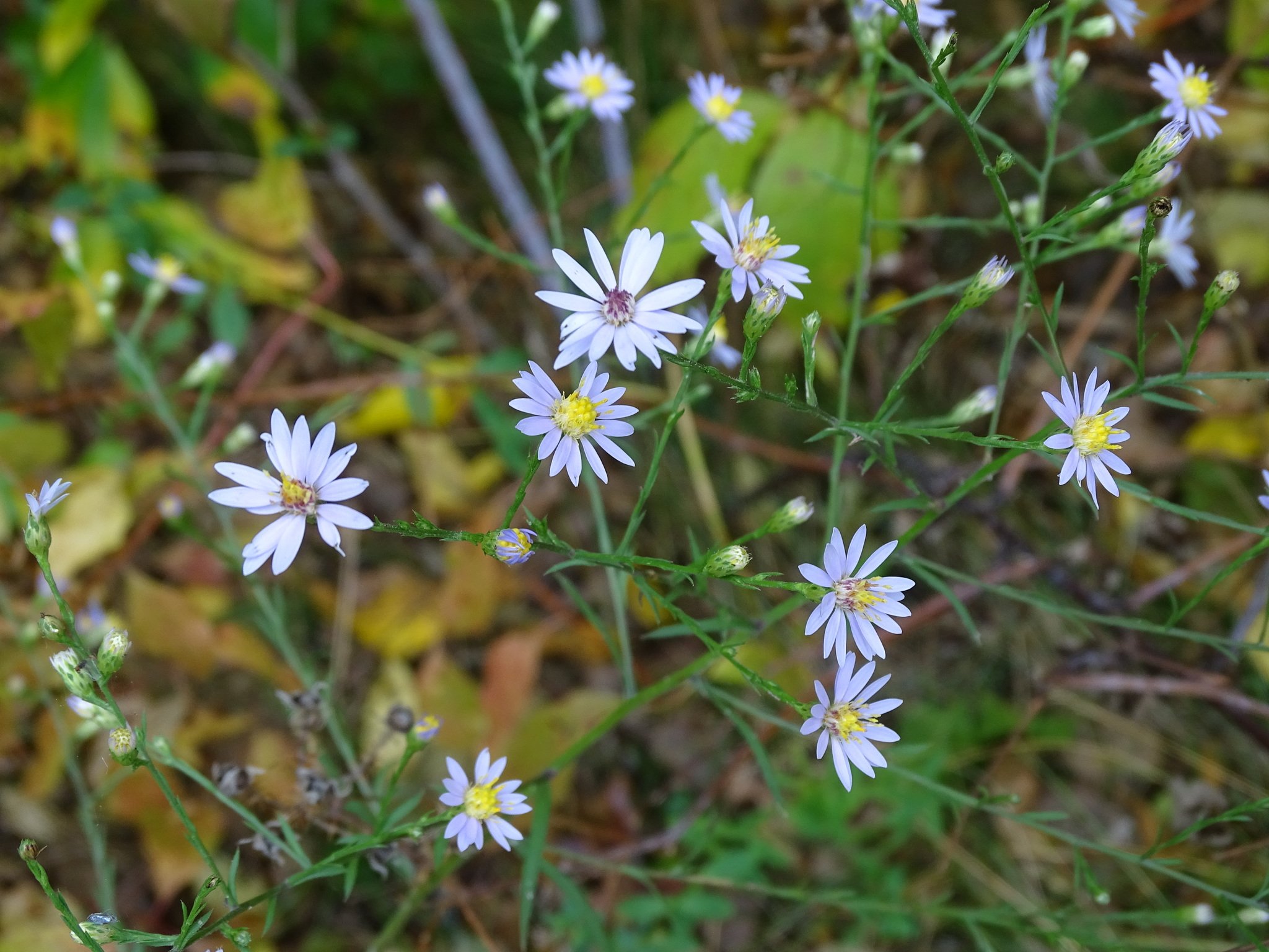 Symphyotrichum_oolentangiense_inflorescense.jpg