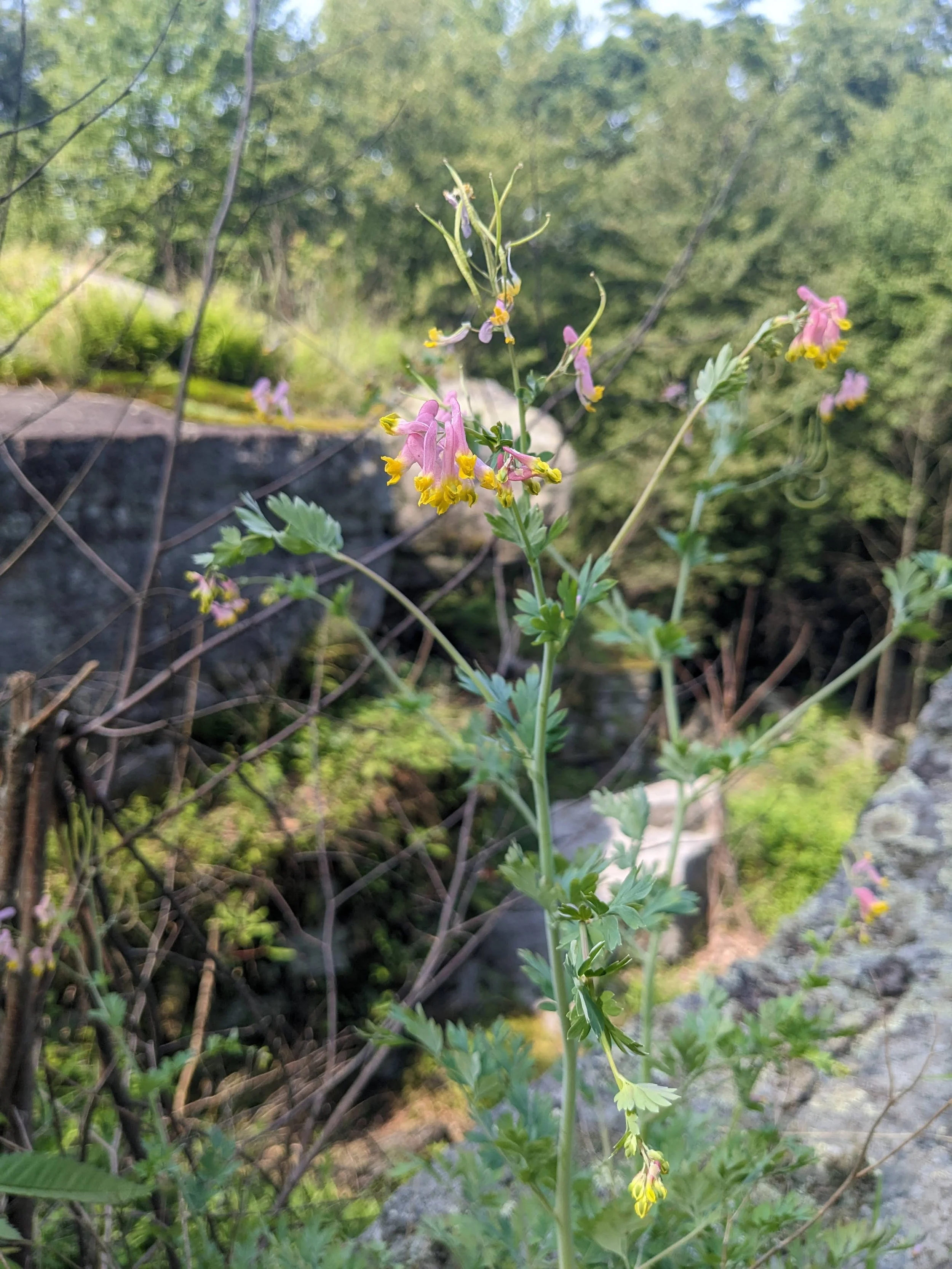 Rock Harlequin - Corydalis sempervirens