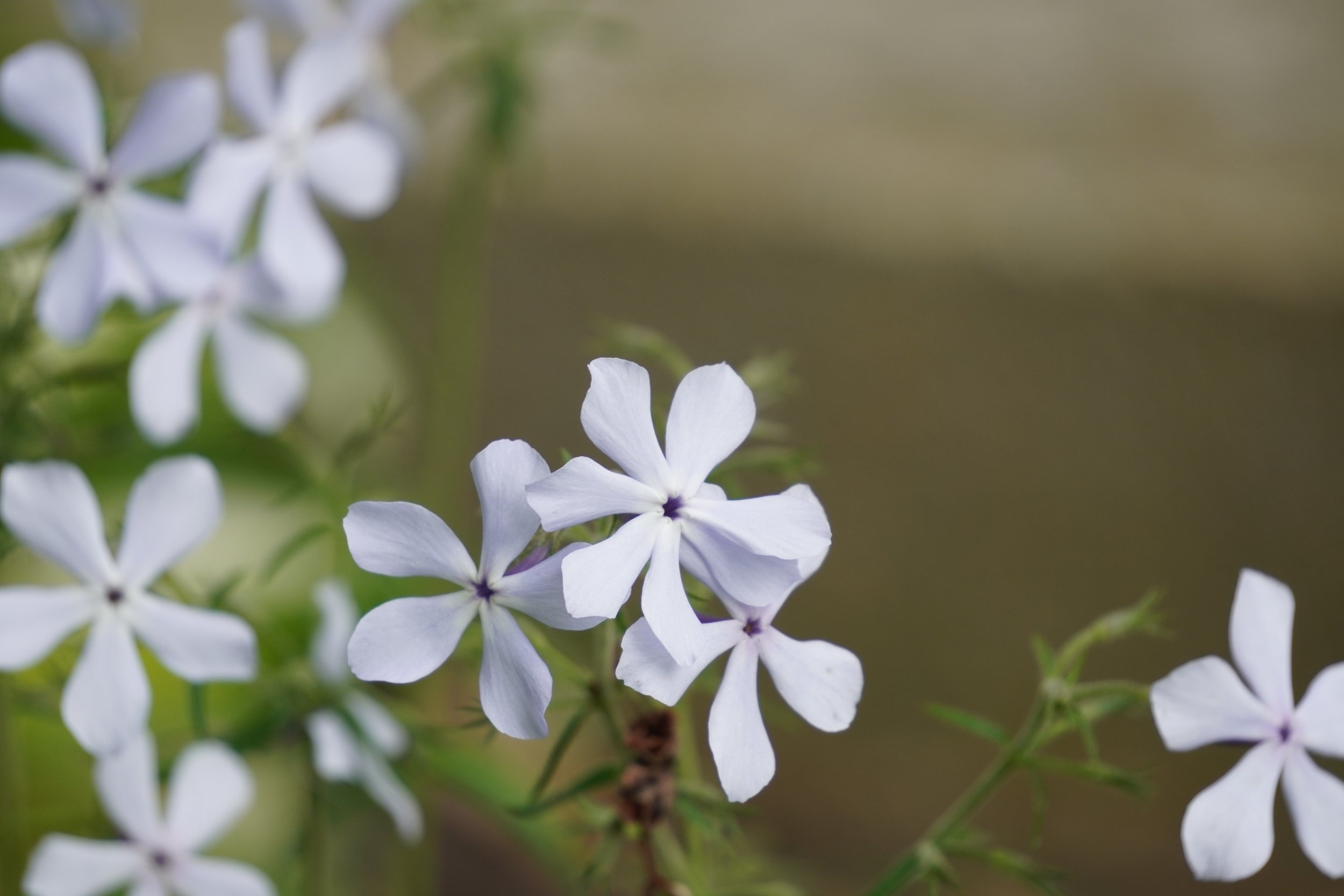 Woodland Phlox - Phlox divaricata