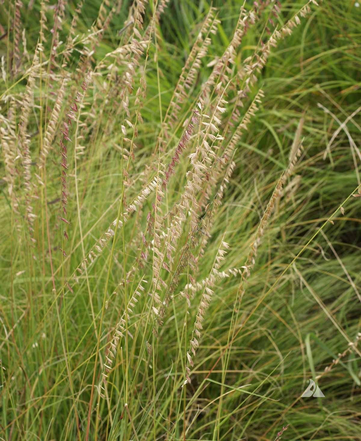 BCUR-1101.jpg