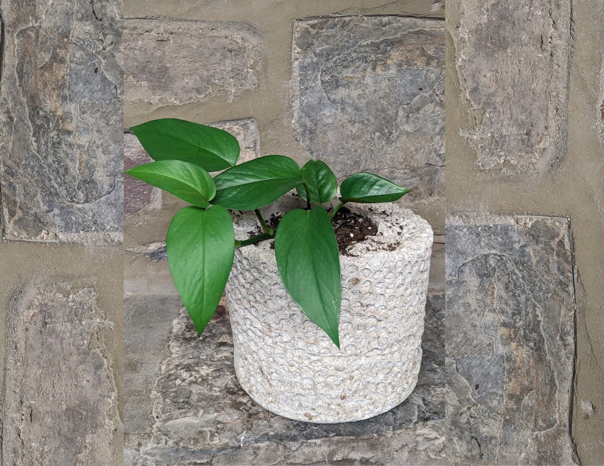 Untitled design (5).jpg