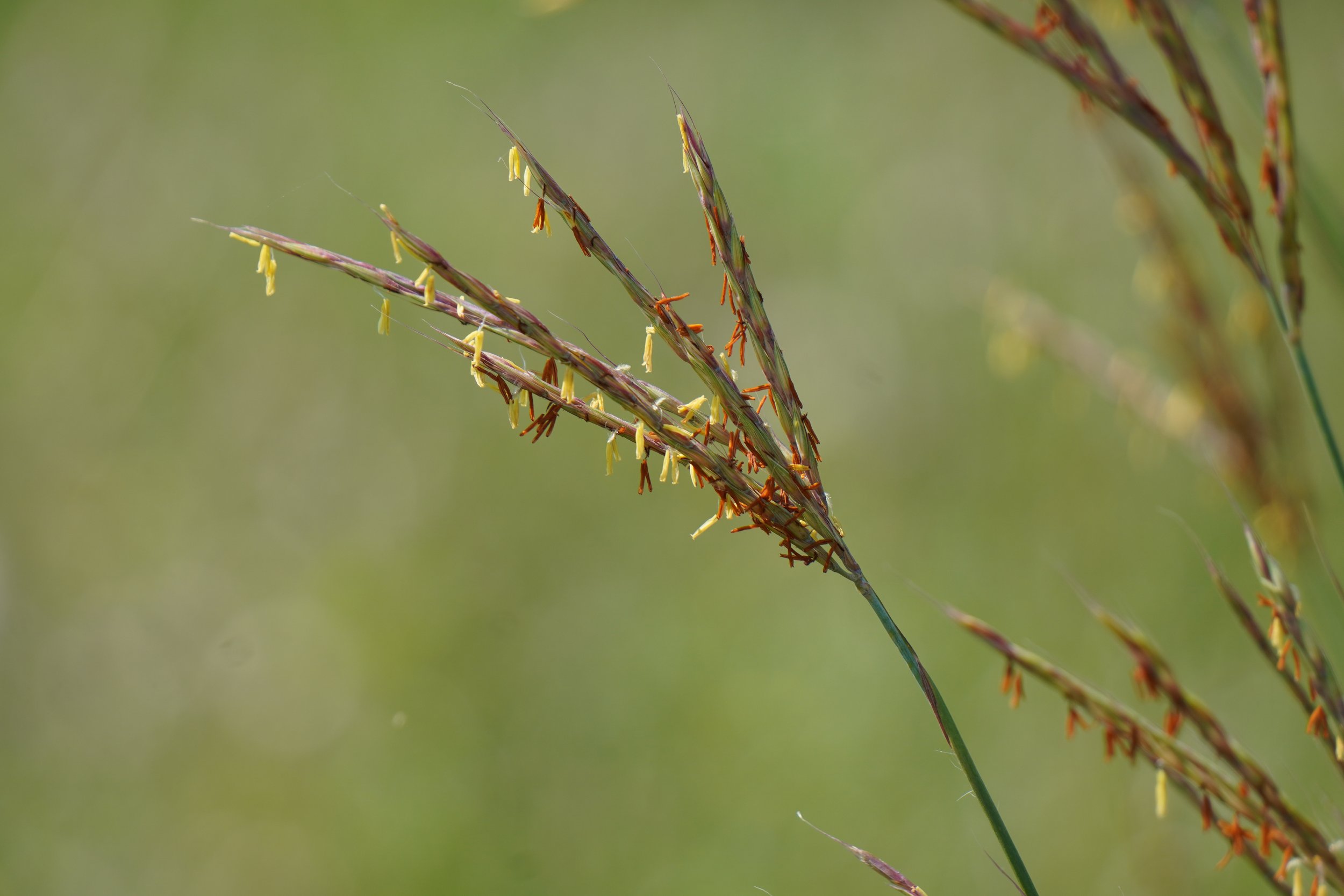 Big Bluestem - Andropogon gerardii