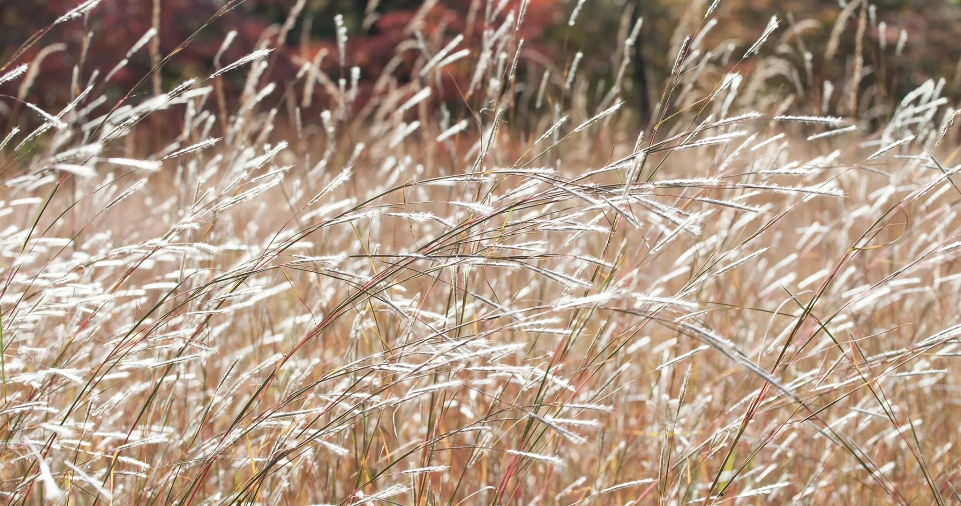 Silver Bluestem - Andropogon ternarius