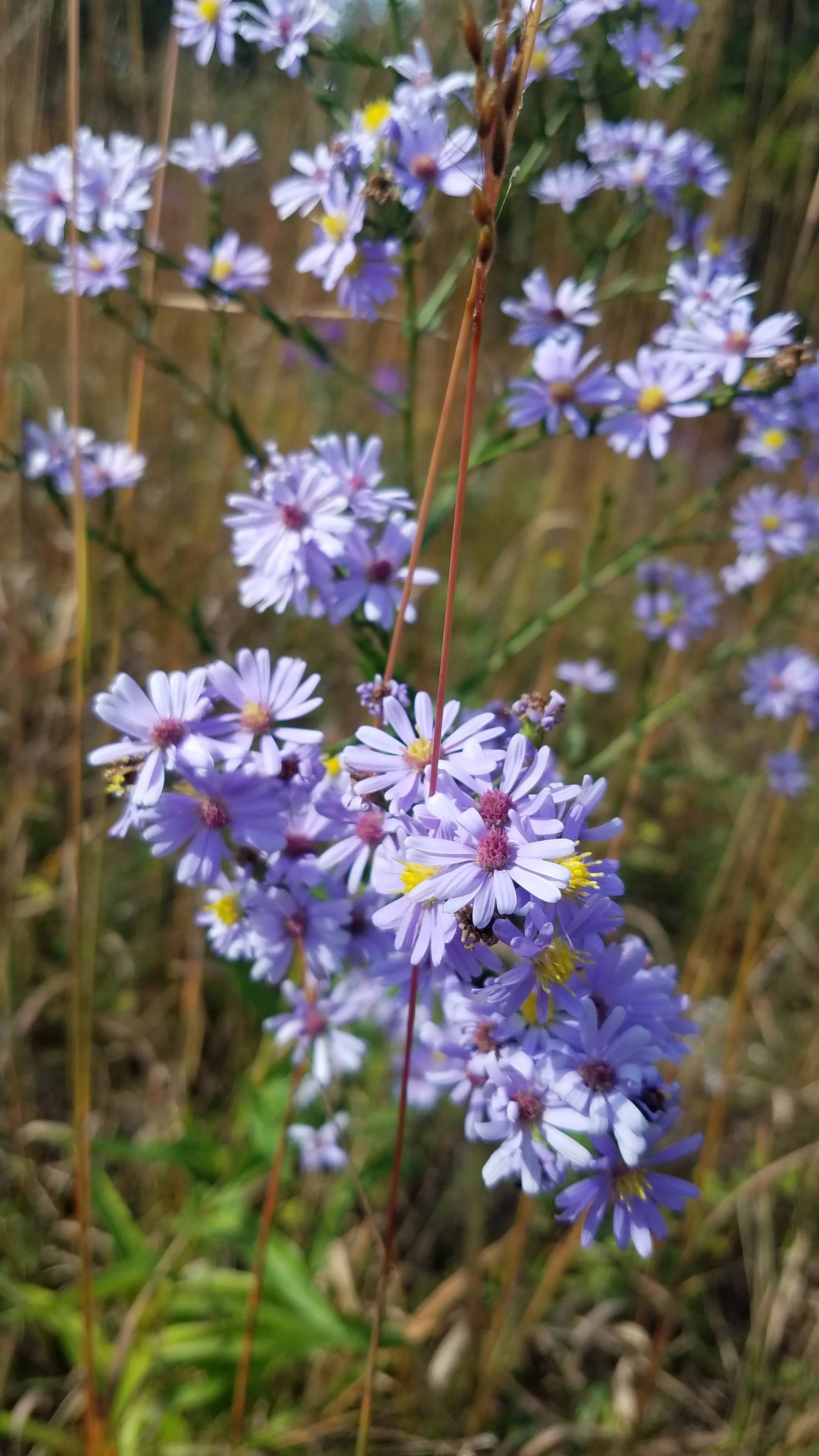 Smooth Blue Aster - Symphyotrichum laeve