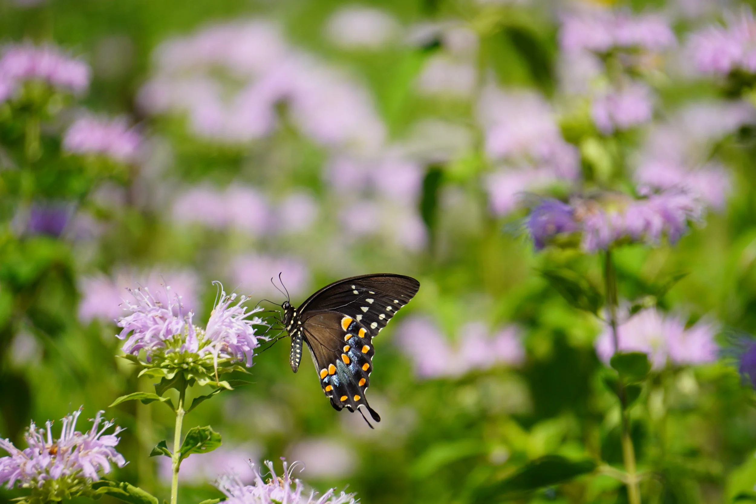 New Hanover Lawn to Native Garden Workshop