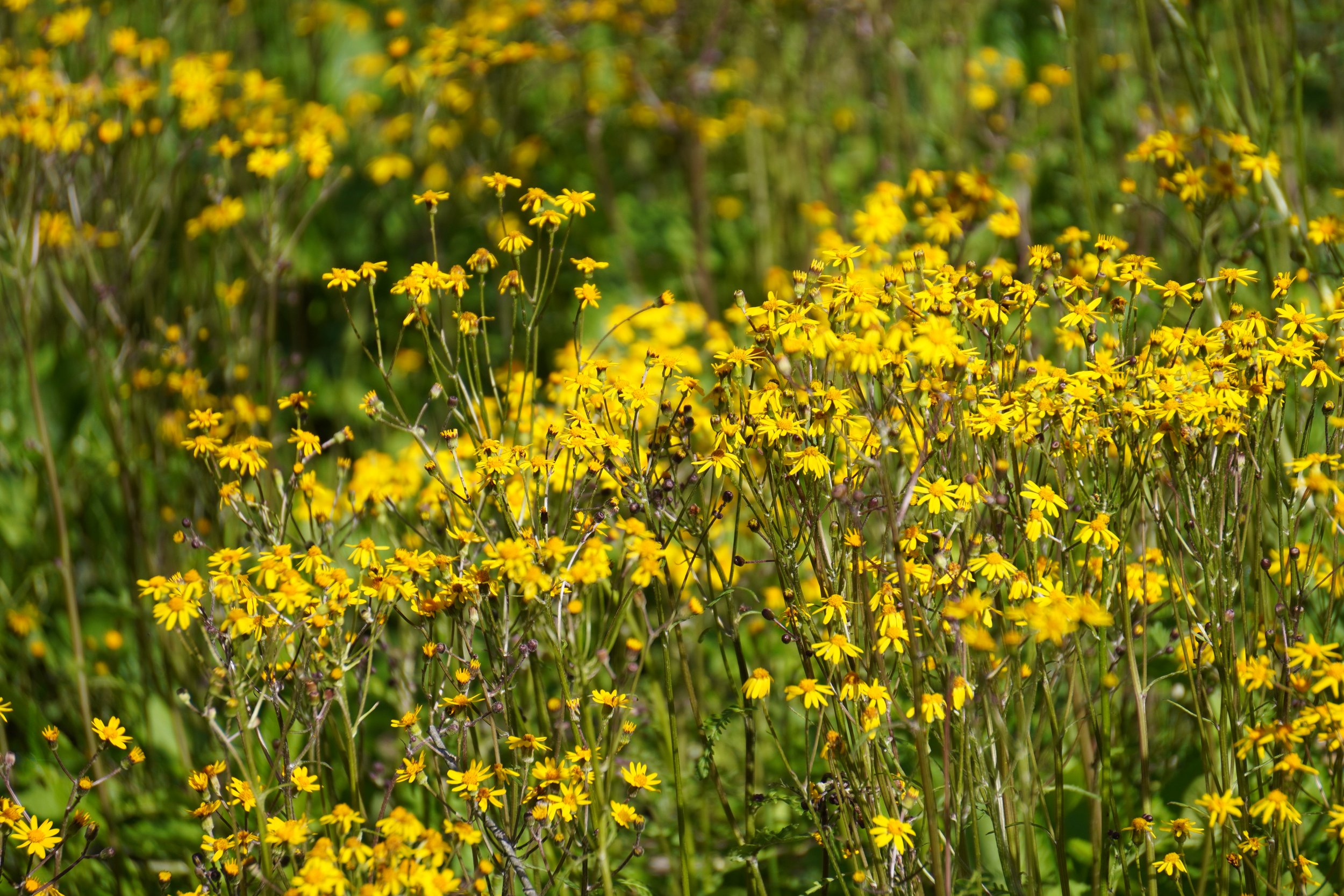 Golden Ragwort - Packera aurea