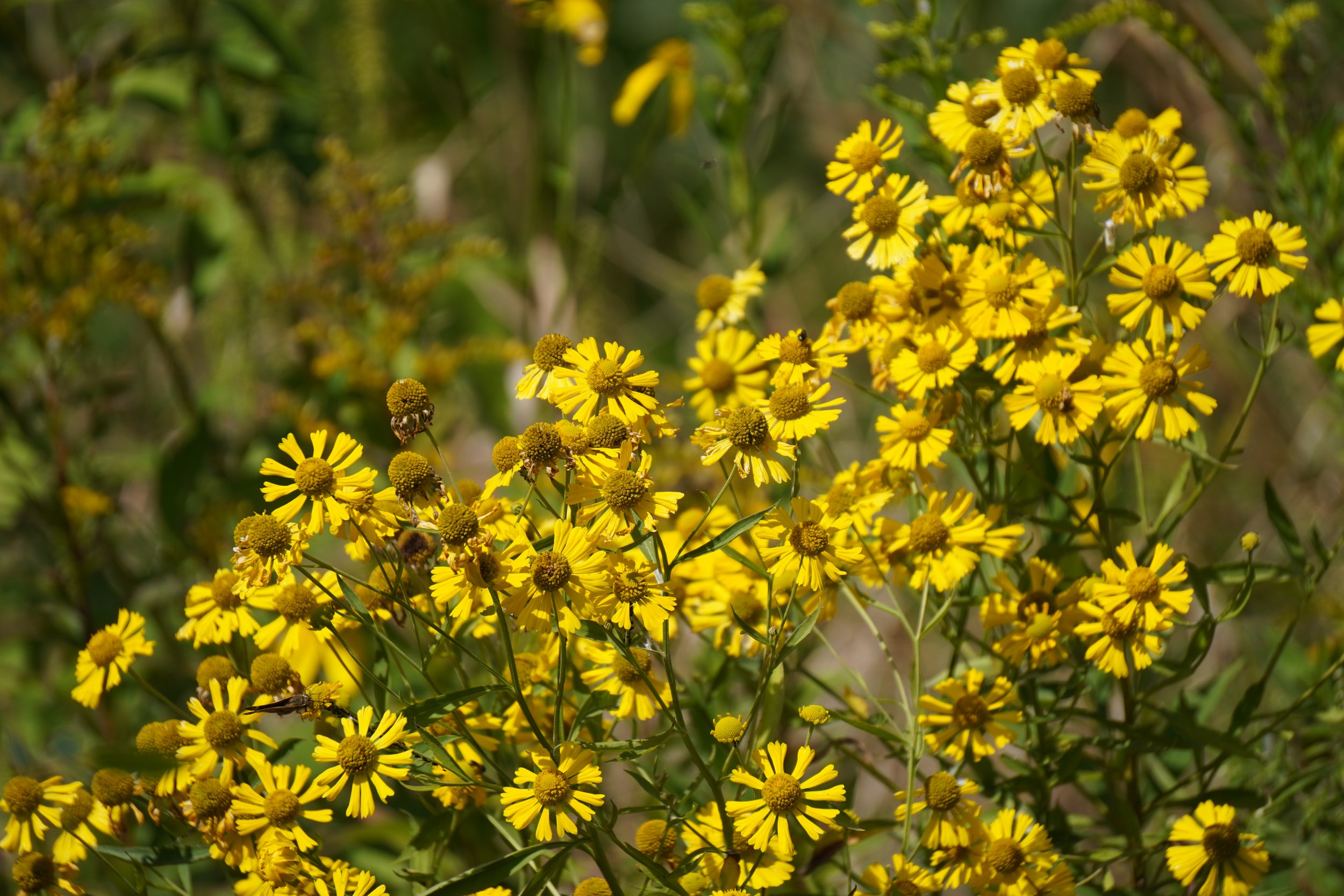 Dogtooth Daisy - Helenium autumnale