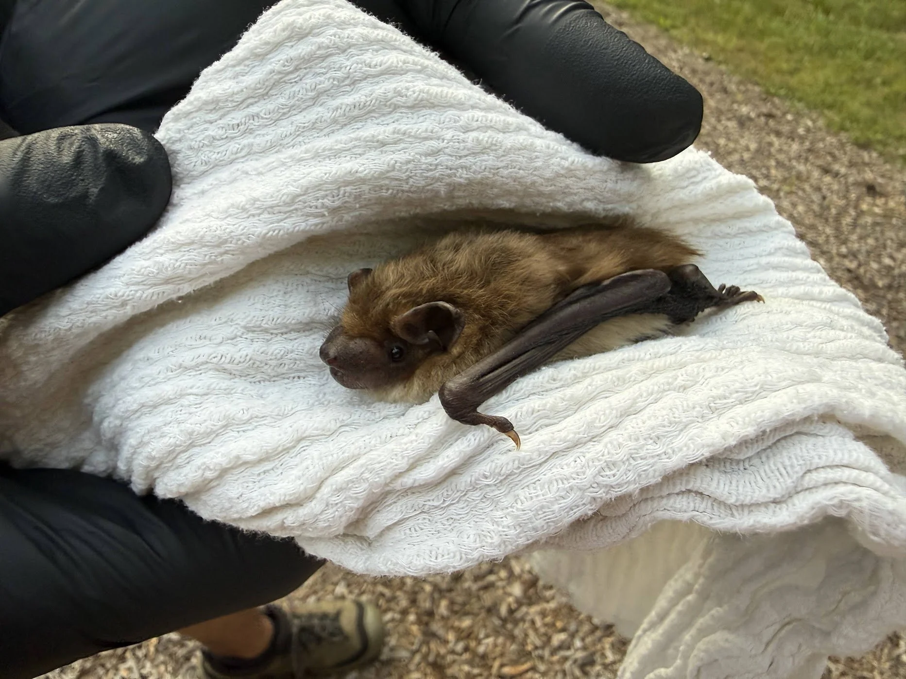 The Bats in your Backyard