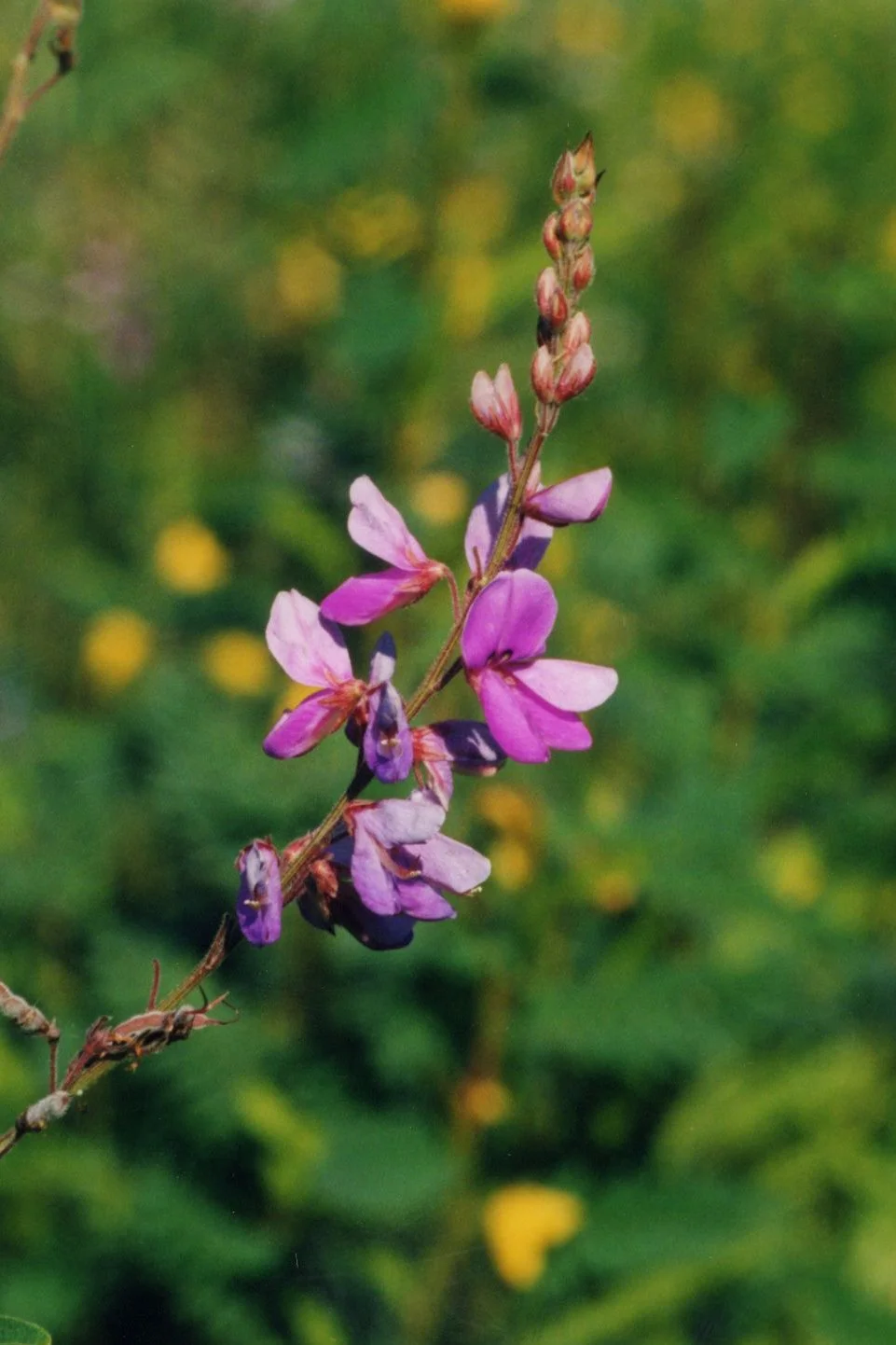 Desmodium_canadense_NRCS-1.jpg