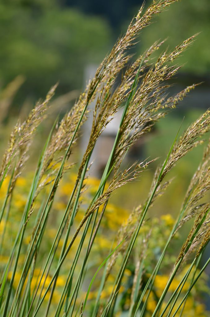 Indian Grass - Sorghastrum nutans
