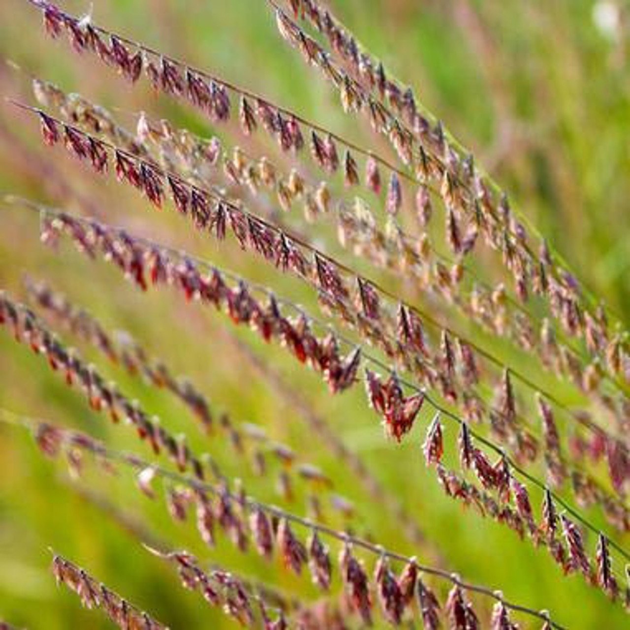 Side-oats Grama - Bouteloua curtipendula