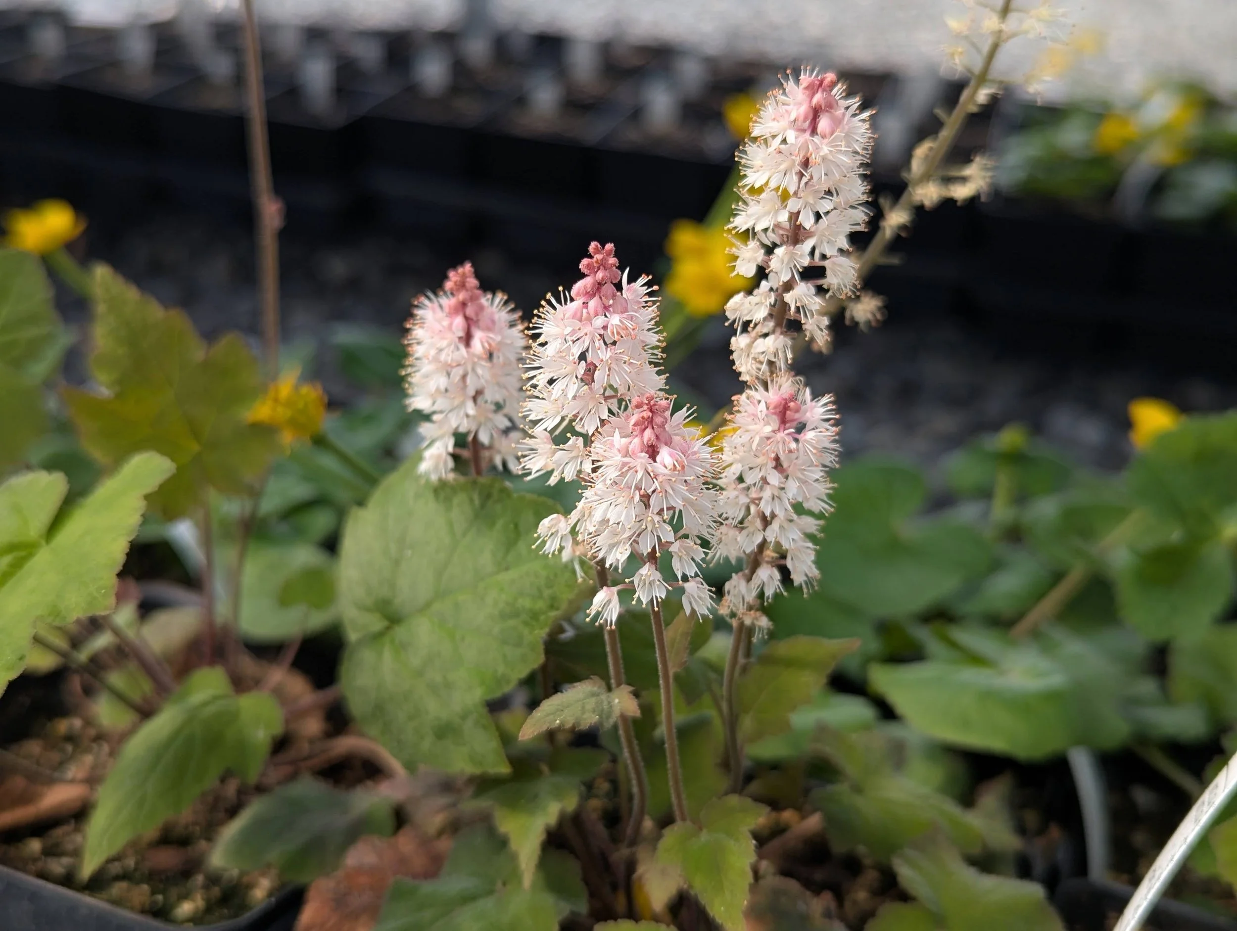 Wherry's Foamflower - Tiarella cordifolia wherryi