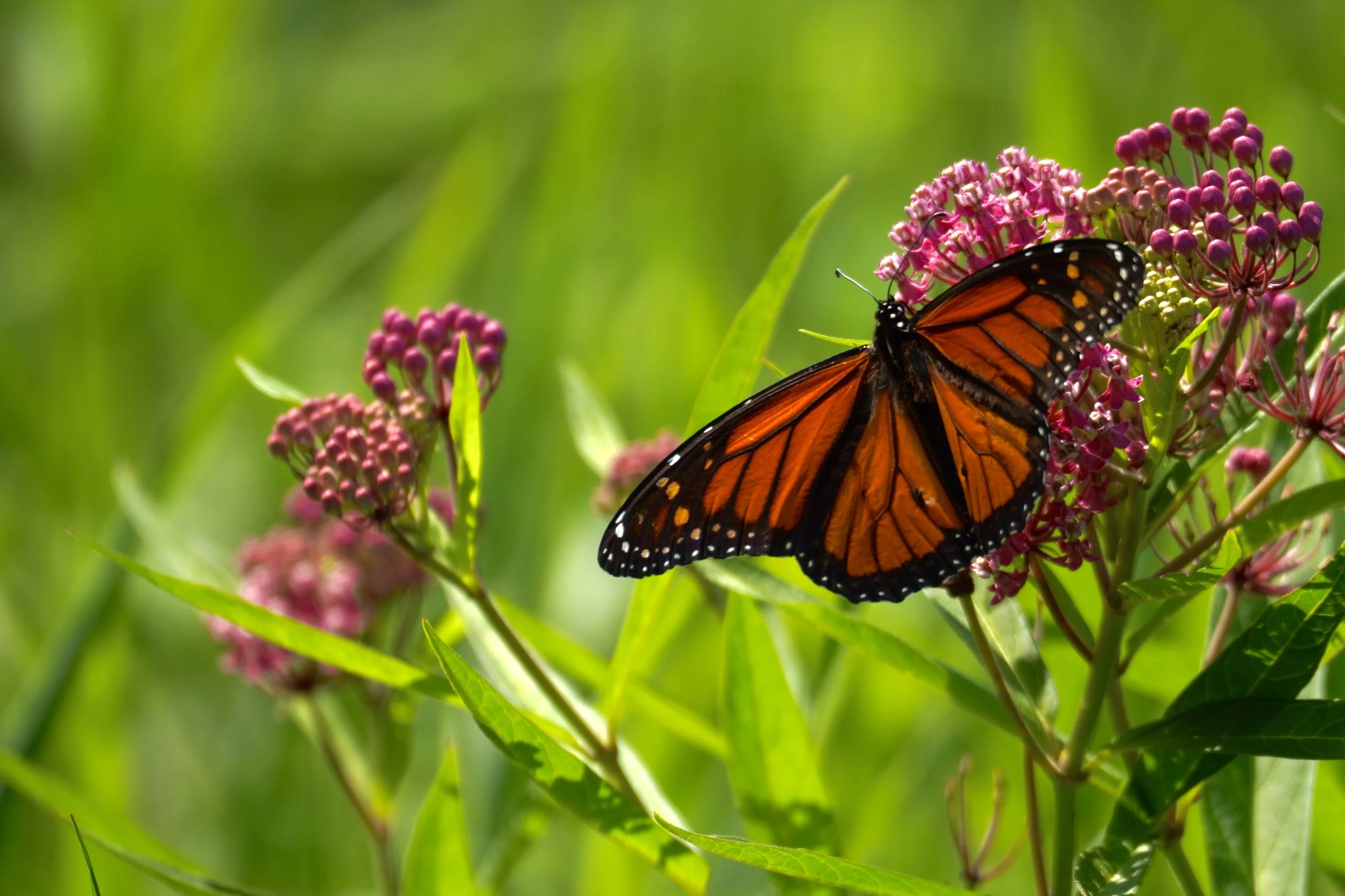 Dragonfly Farm Butterfly Garden Maintenance