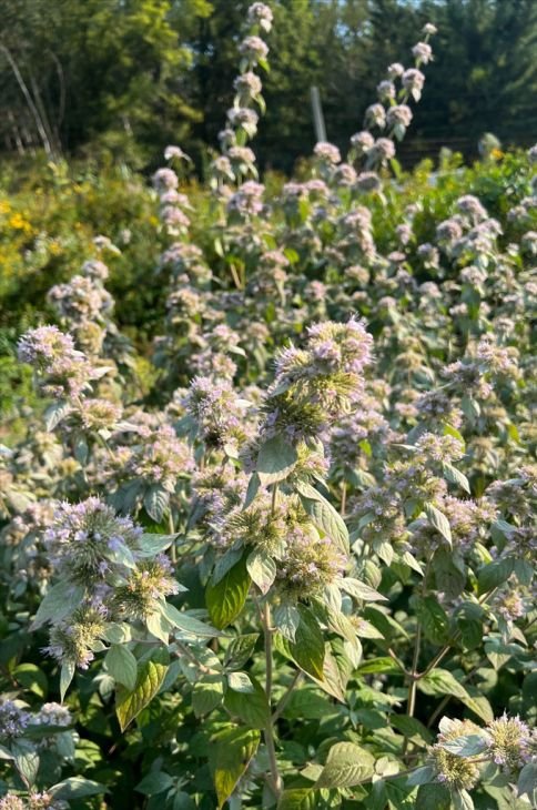 hoary-mountain-mint-Pycnanthemum-incanum_484x730.jpg