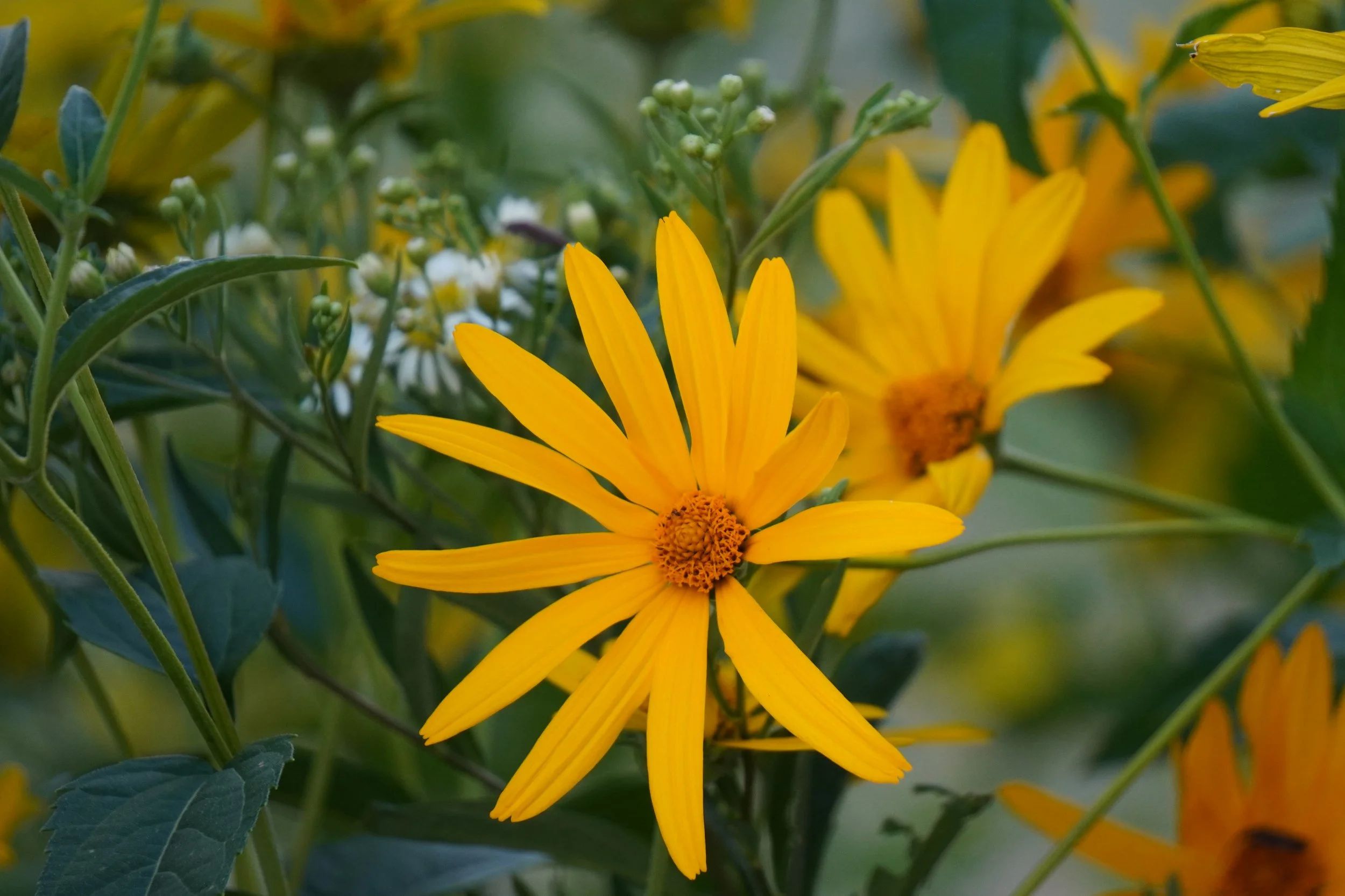 Oxeye Sunflower - Heliopsis helianthoides