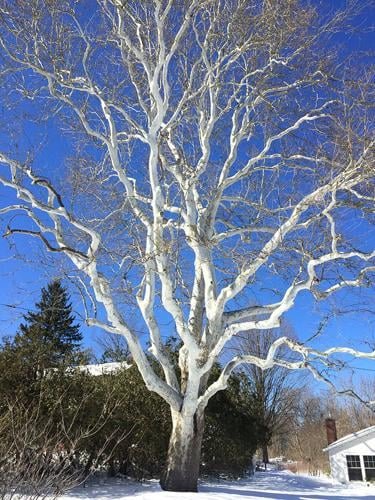 American Sycamore - Platanus occidentalis