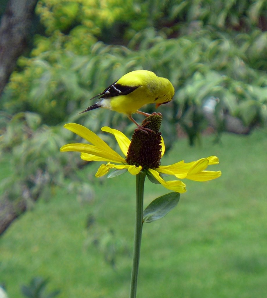 Great Coneflower - Rudbeckia maxima