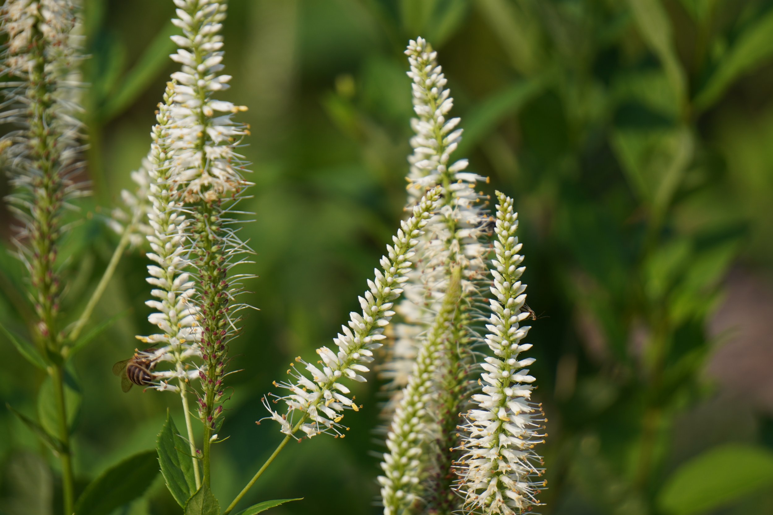 Culver's Root - Veronicastrum virginicum