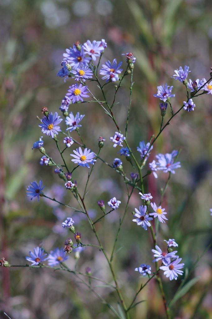 symphyotrichum-oolentangiensis-sky-blue-aster_main.jpg
