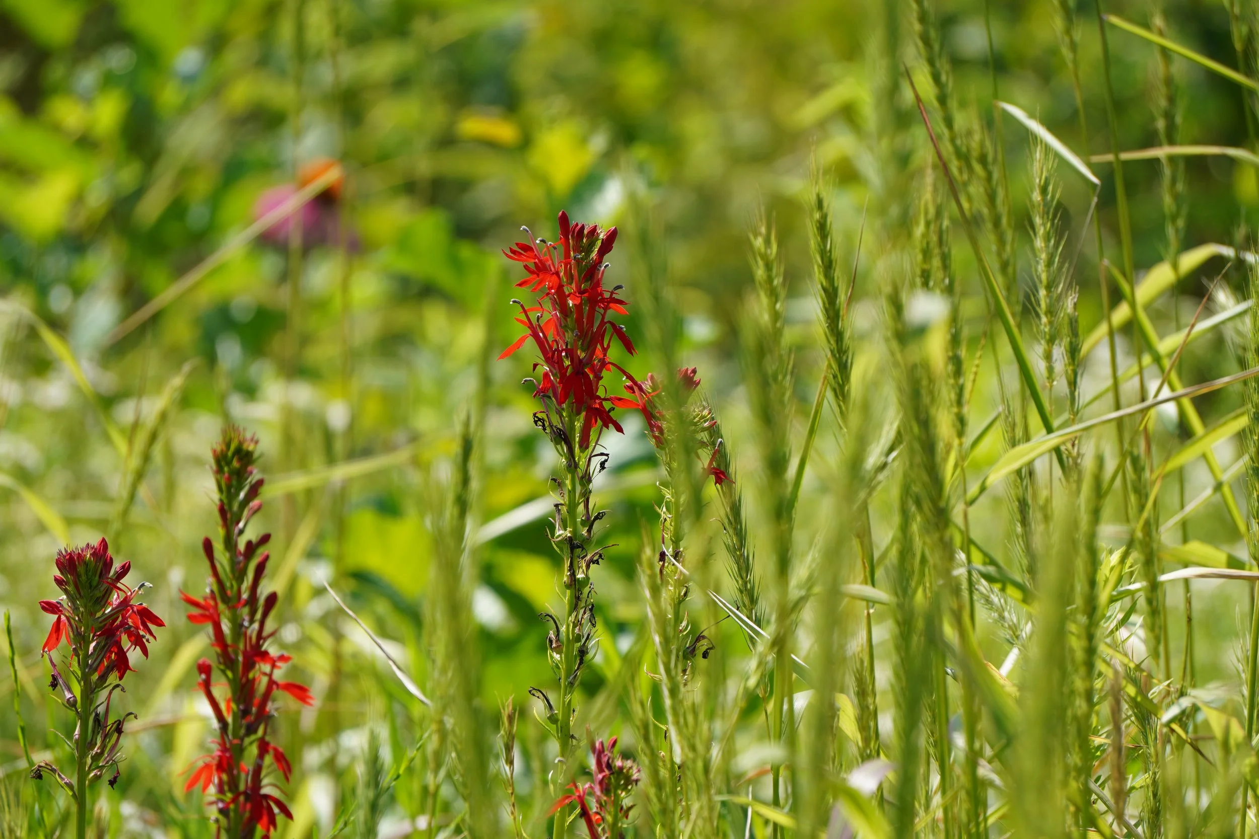 Cardinal Flower - Lobelia cardinalis
