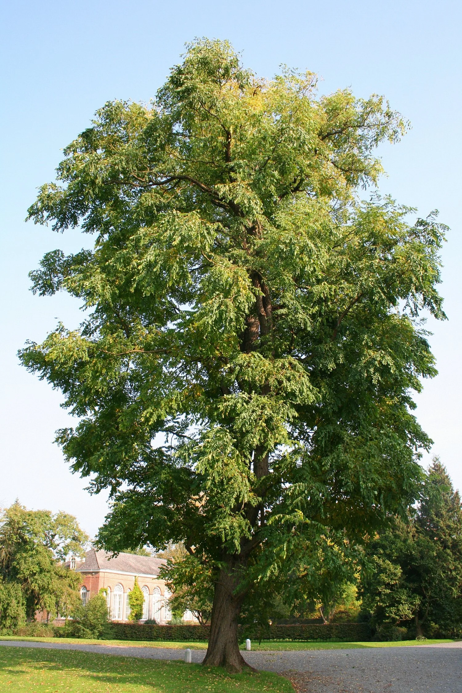 Gymnocladus_dioicus_JPG1a.jpg