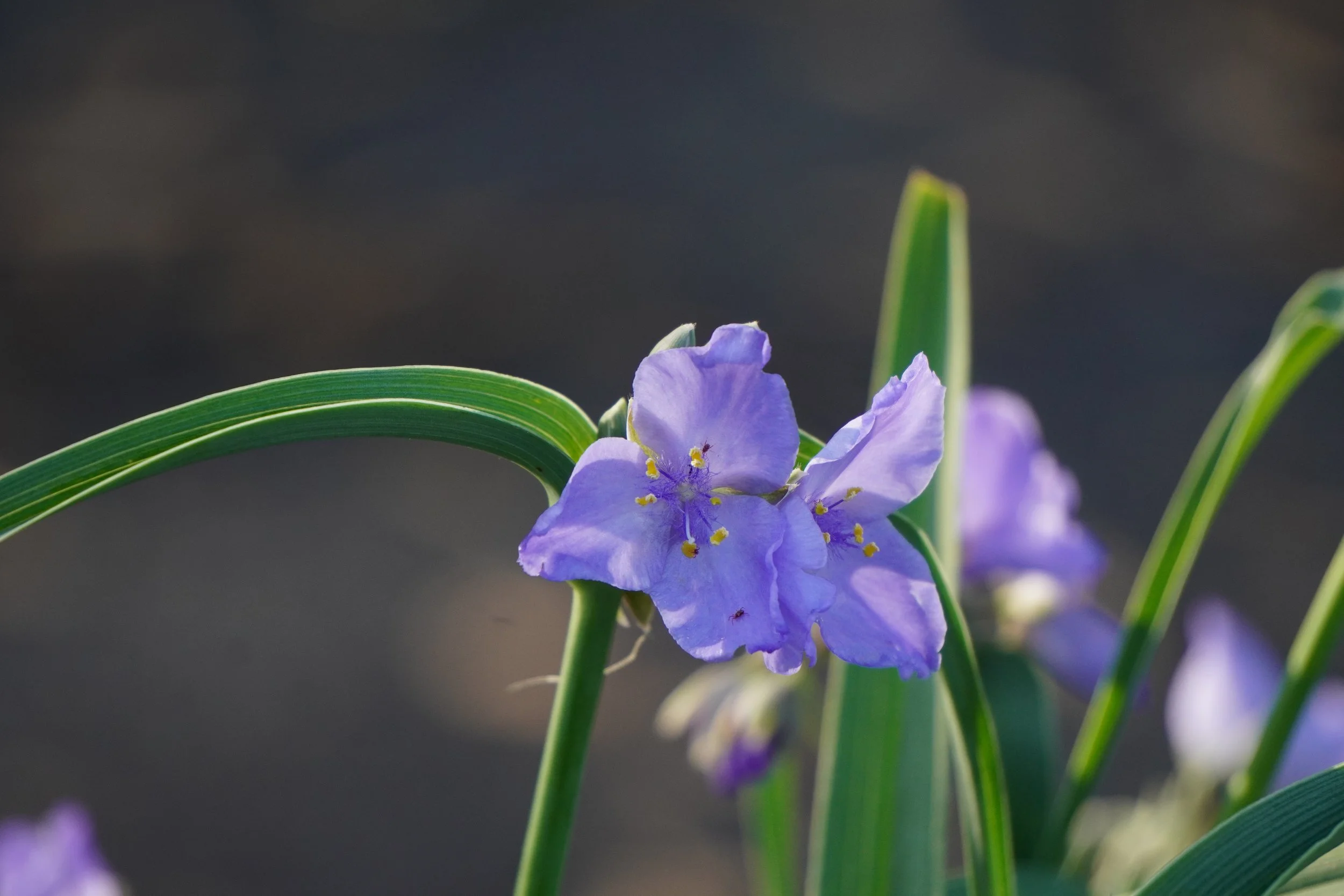 Ohio Spiderwort - Tradescantia ohiensis  Perkiomen Watershed Conservancy