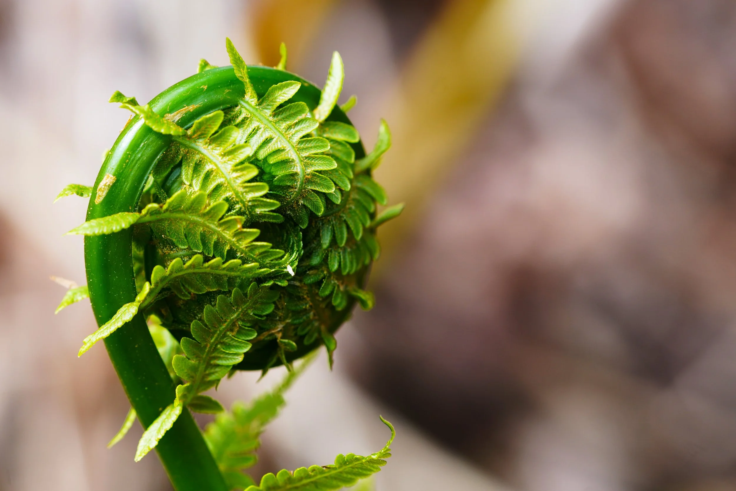 Wildflower Walk - Spring Ephemerals at Fulshaw Craeg