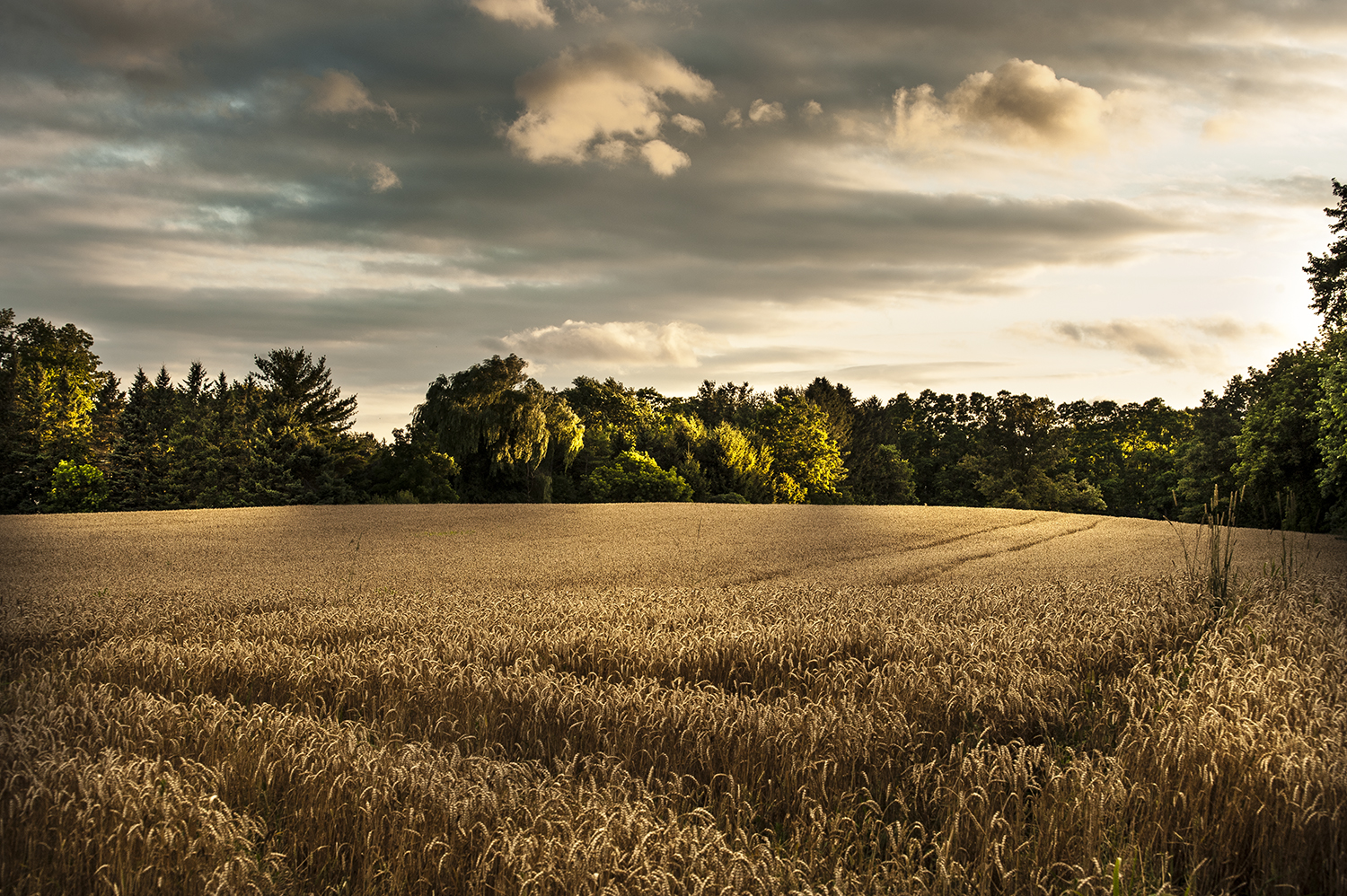 Marek Michalek - Field.jpg