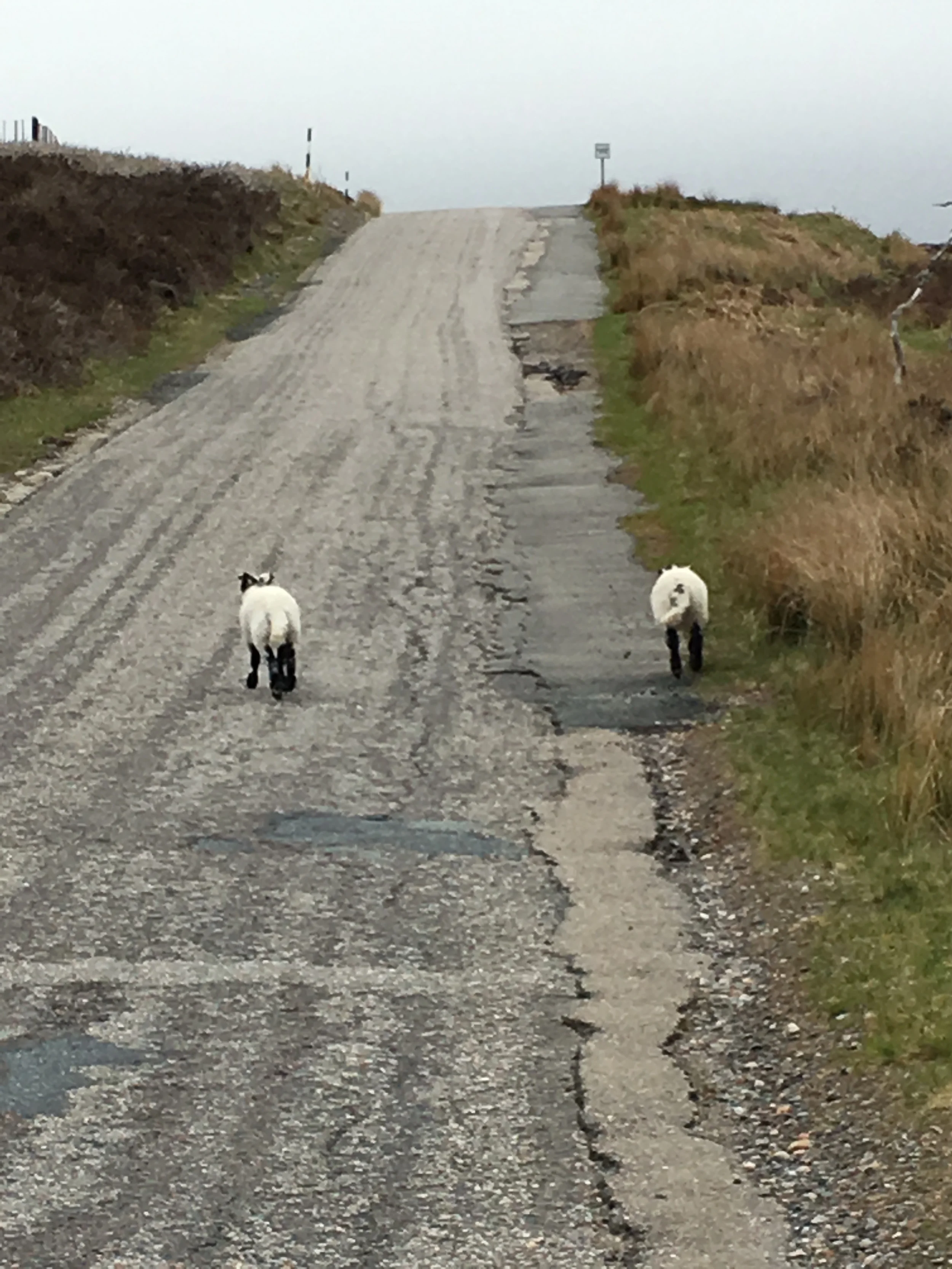 Some sheep with whom we shared the road