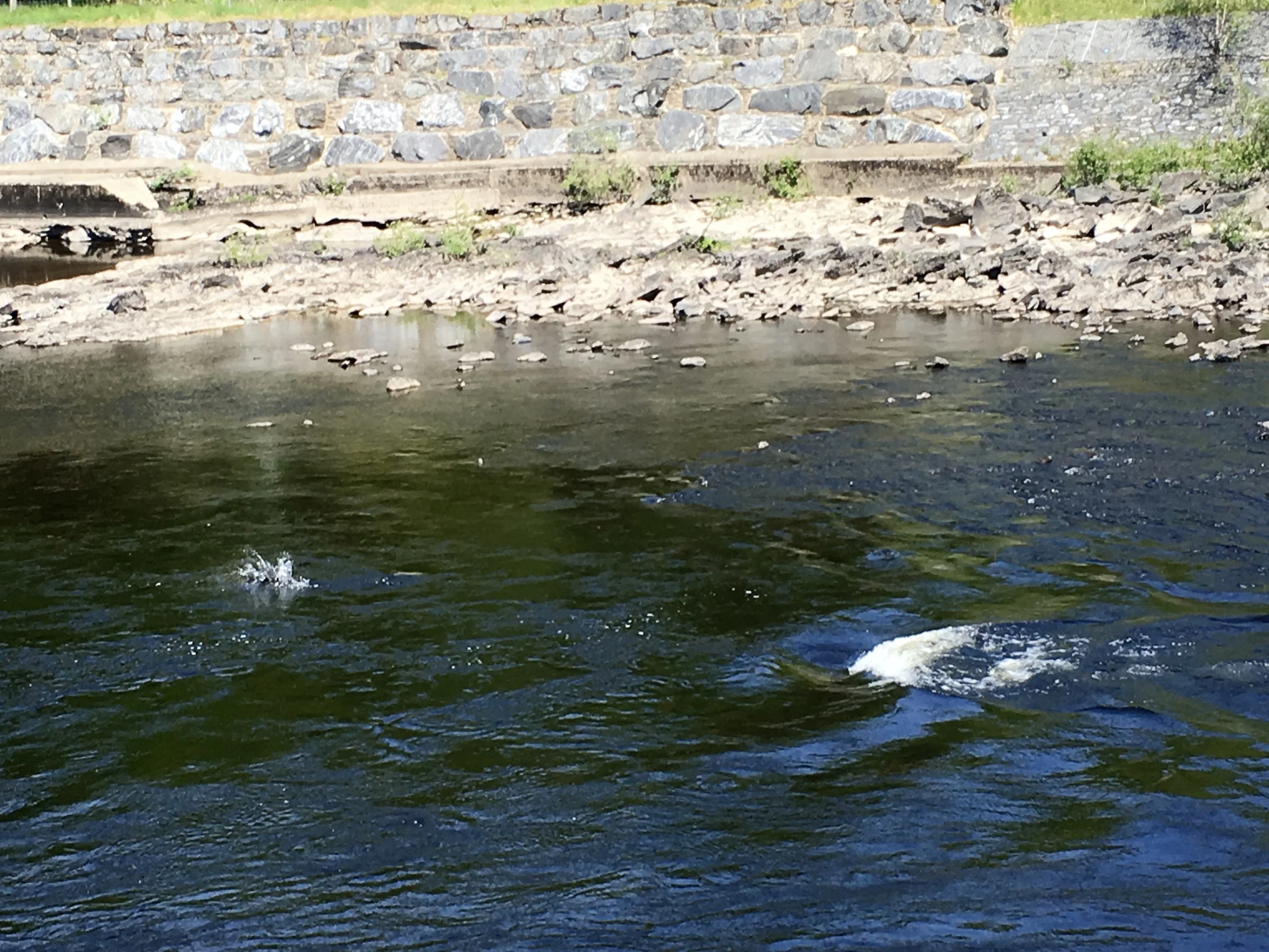 The unassuming splash at the left was, just milliseconds earlier, a flying salmon