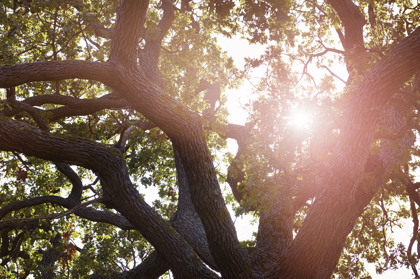 11_SIsland_Trees.jpg