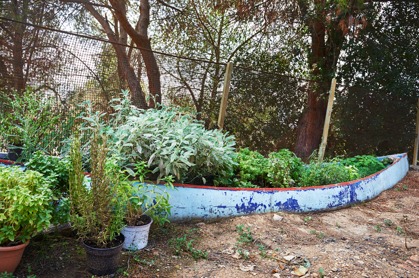Herbs Ahoy. Corne & Lissa have a small garden in addition to a vast selection of herbs they grow in an old Canoe. 